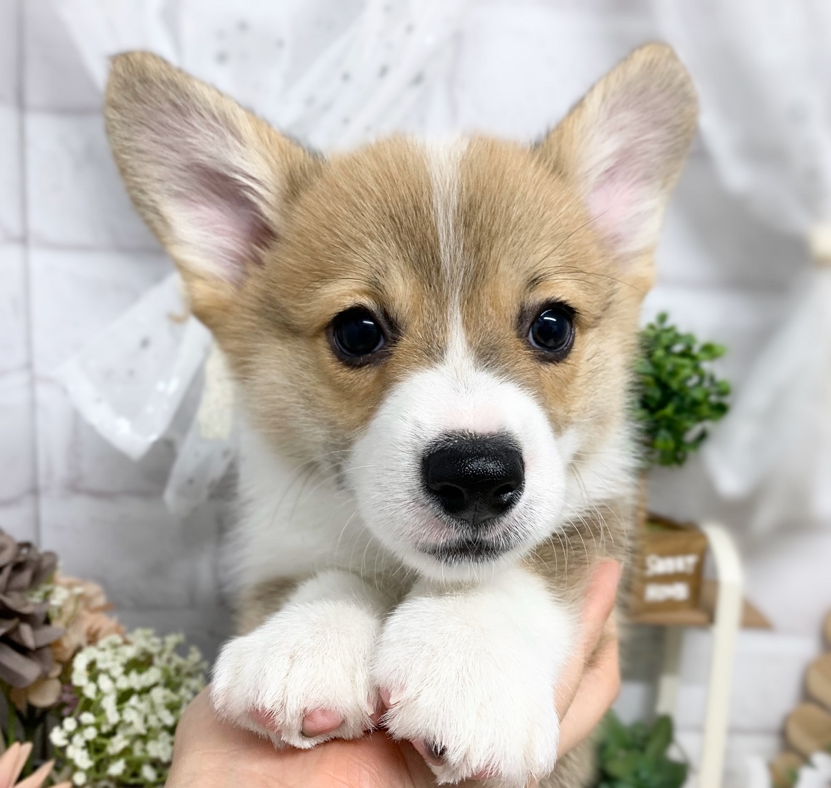 ウェルシュ コーギー ペンブローク ペット検索 ペット大好き