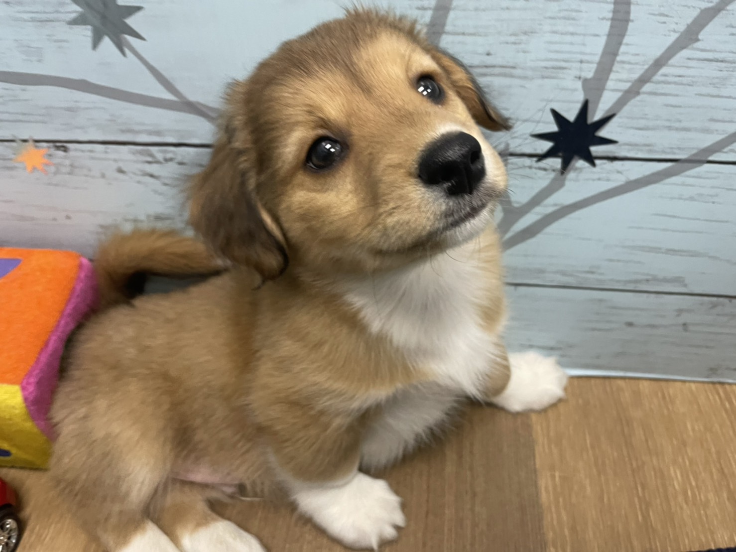 Mix ペット検索 ペット大好き