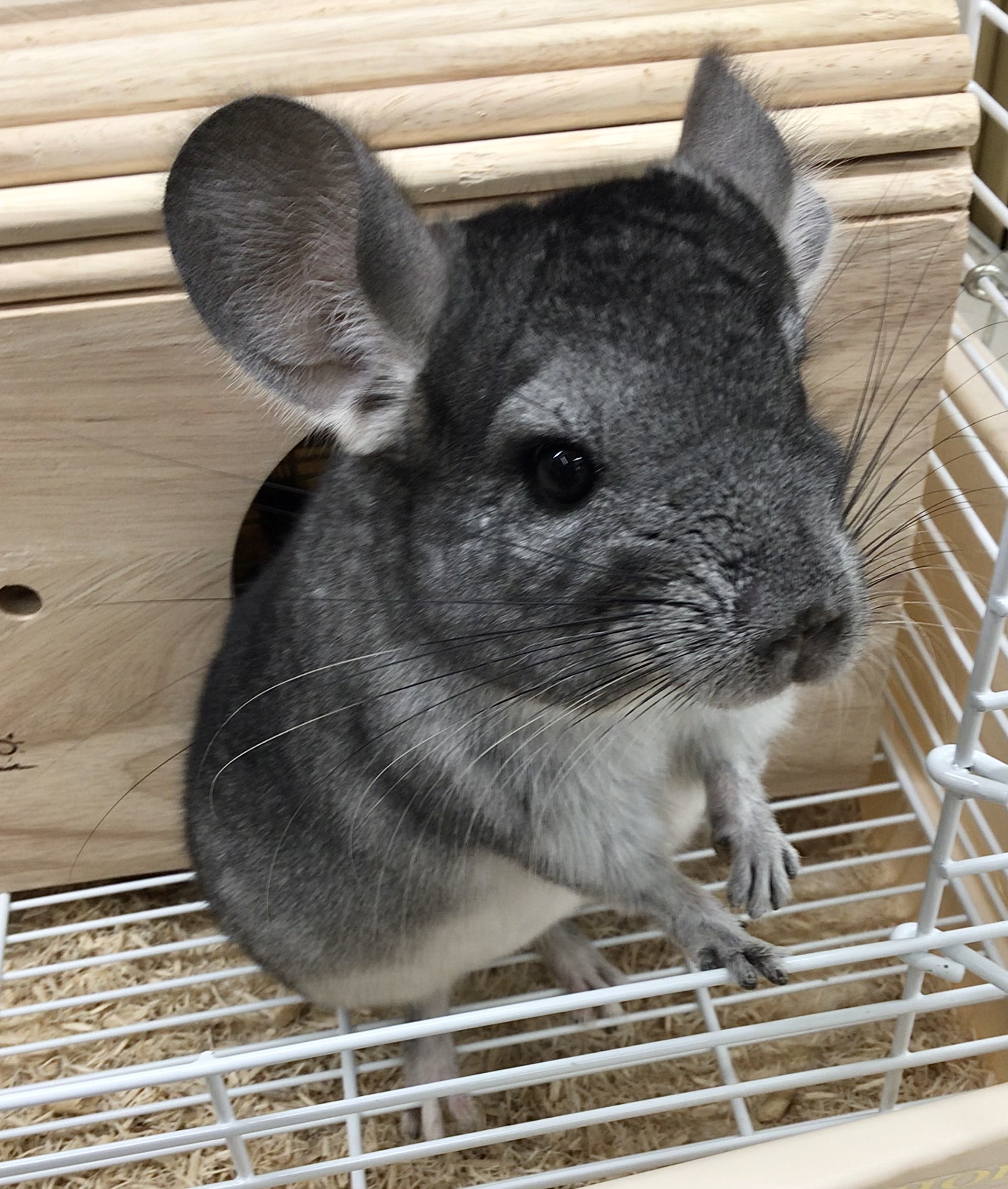 チンチラ ペット検索 ペット大好き