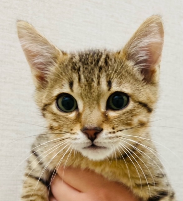 エジプシャン マウ ペット検索 ペット大好き