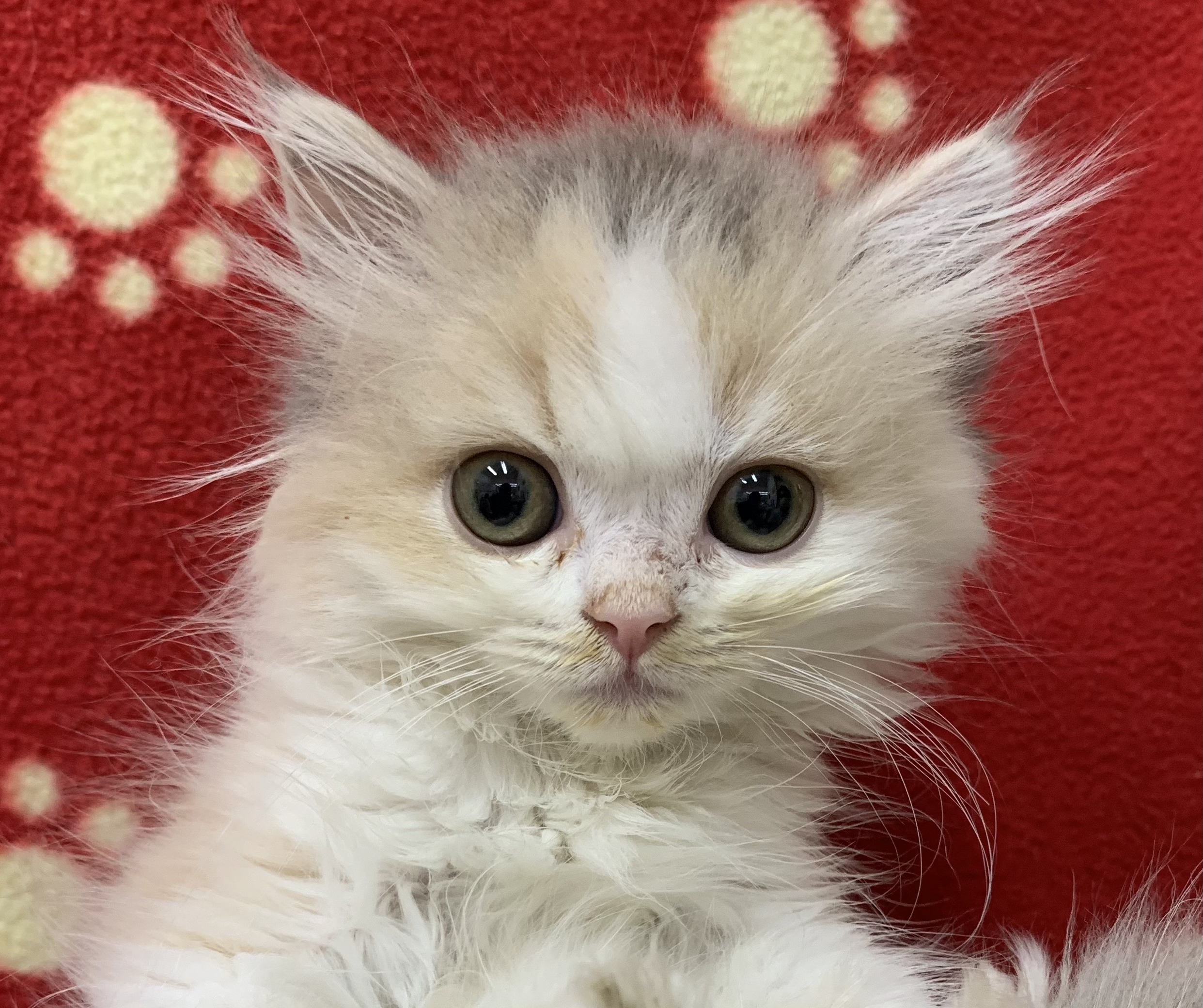 ラガマフィン ペット検索 ペット大好き ラガマフィン ペット検索 ペット大好き