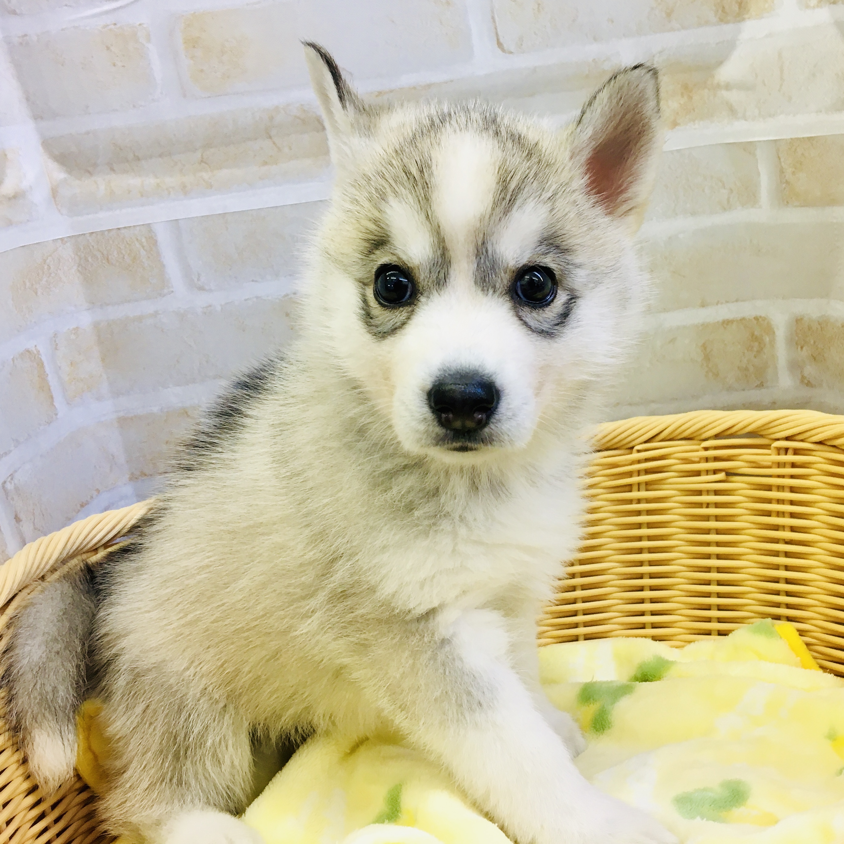 シベリアン ハスキー ペット検索 ペット大好き