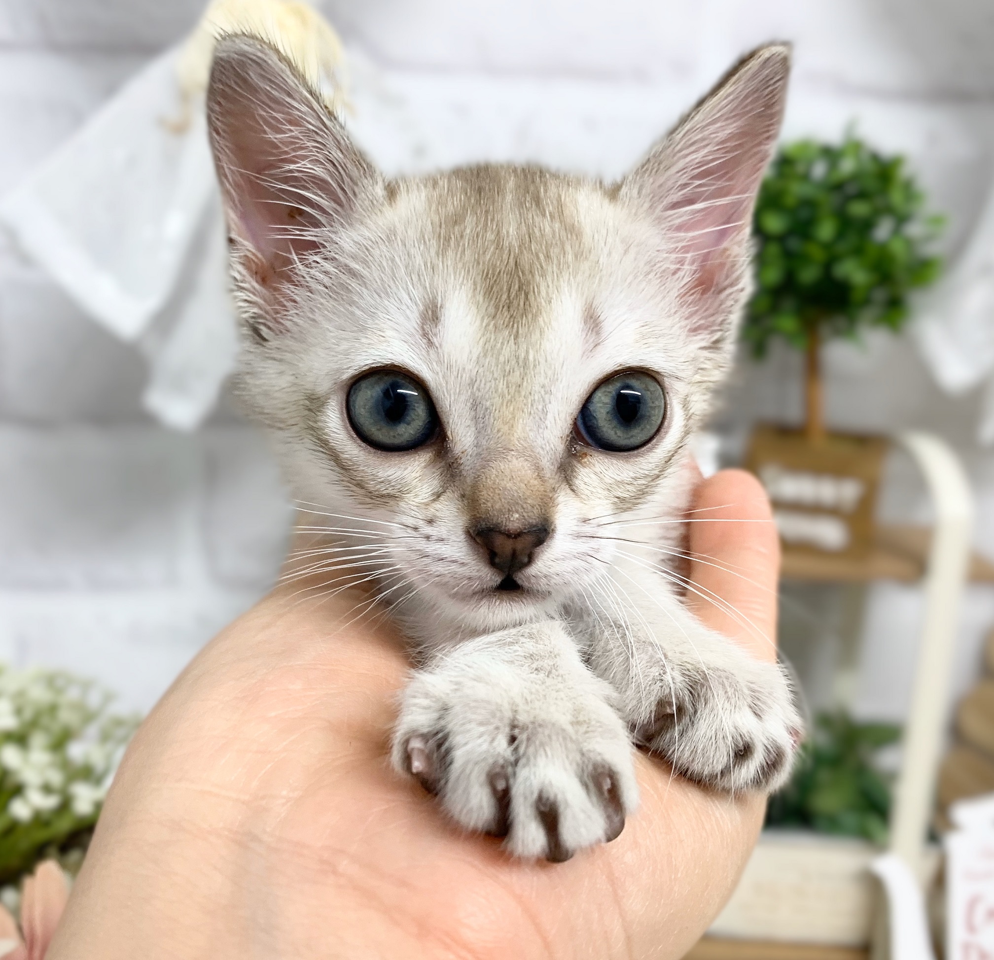 シンガプーラ ペット検索 ペット大好き