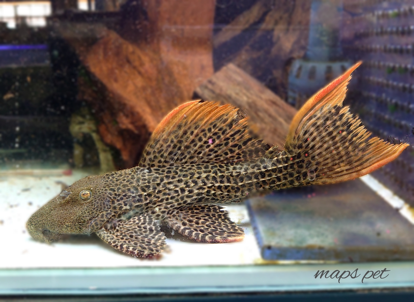 熱帯魚 ペット検索 ペット大好き 熱帯魚 ペット検索 ペット大好き