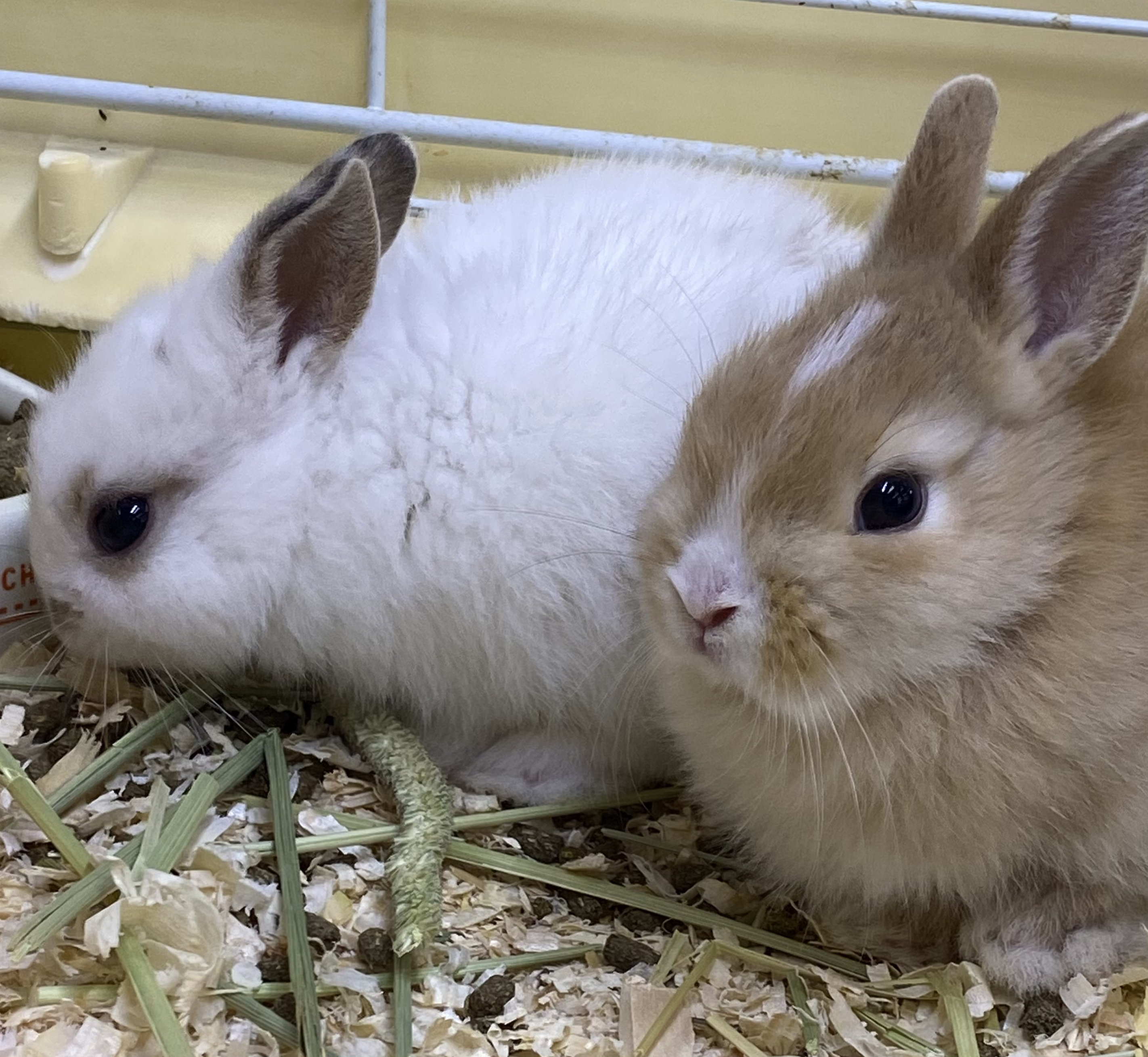 うさぎ ペット検索 ペット大好き