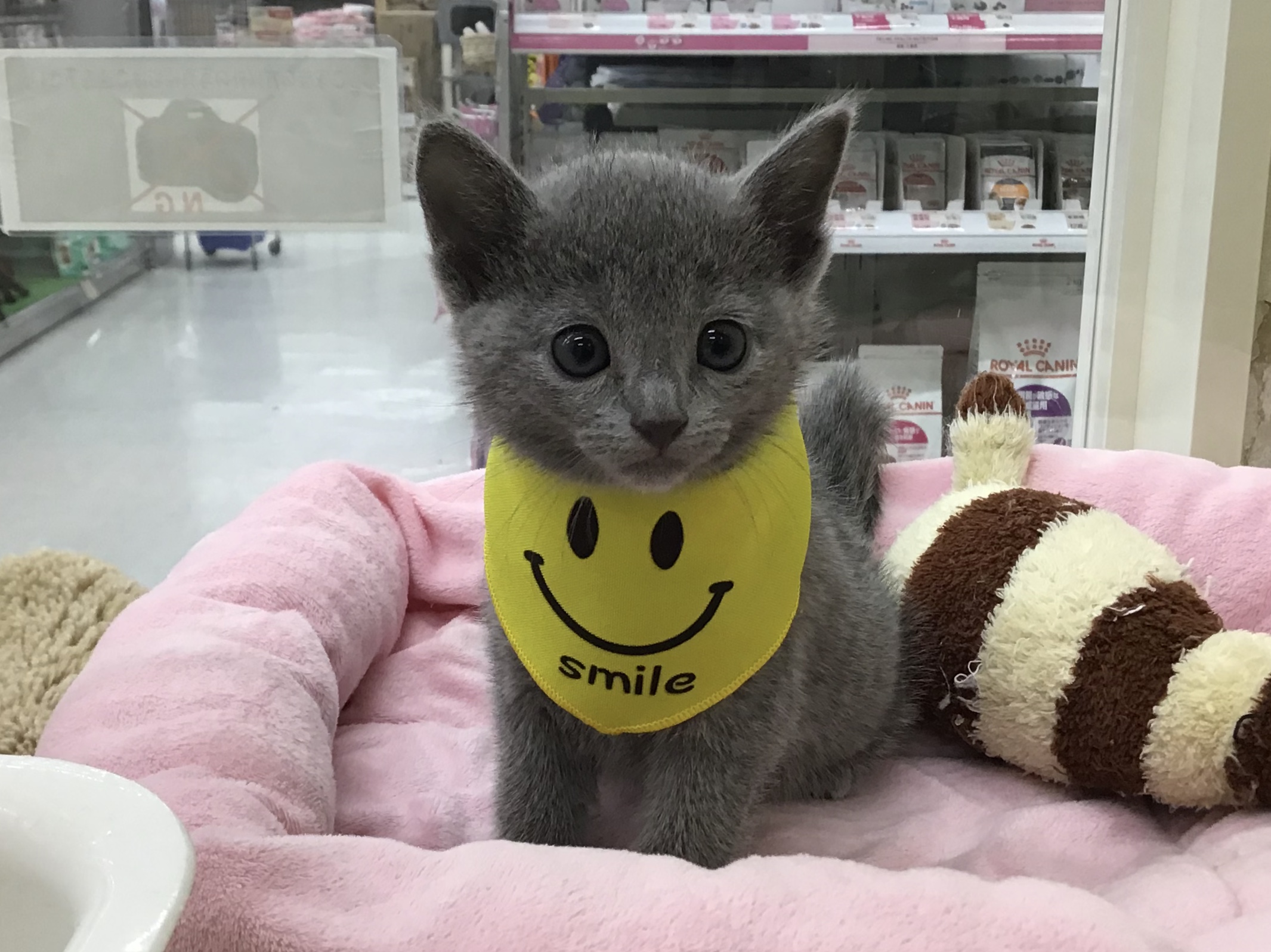 ロシアンブルー様⁂ ロシアンブルー25-1179 | ペットワールド アミーゴ