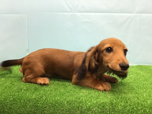 ミニチュア・ダックスフンド｜ペット検索｜ペット大好き！