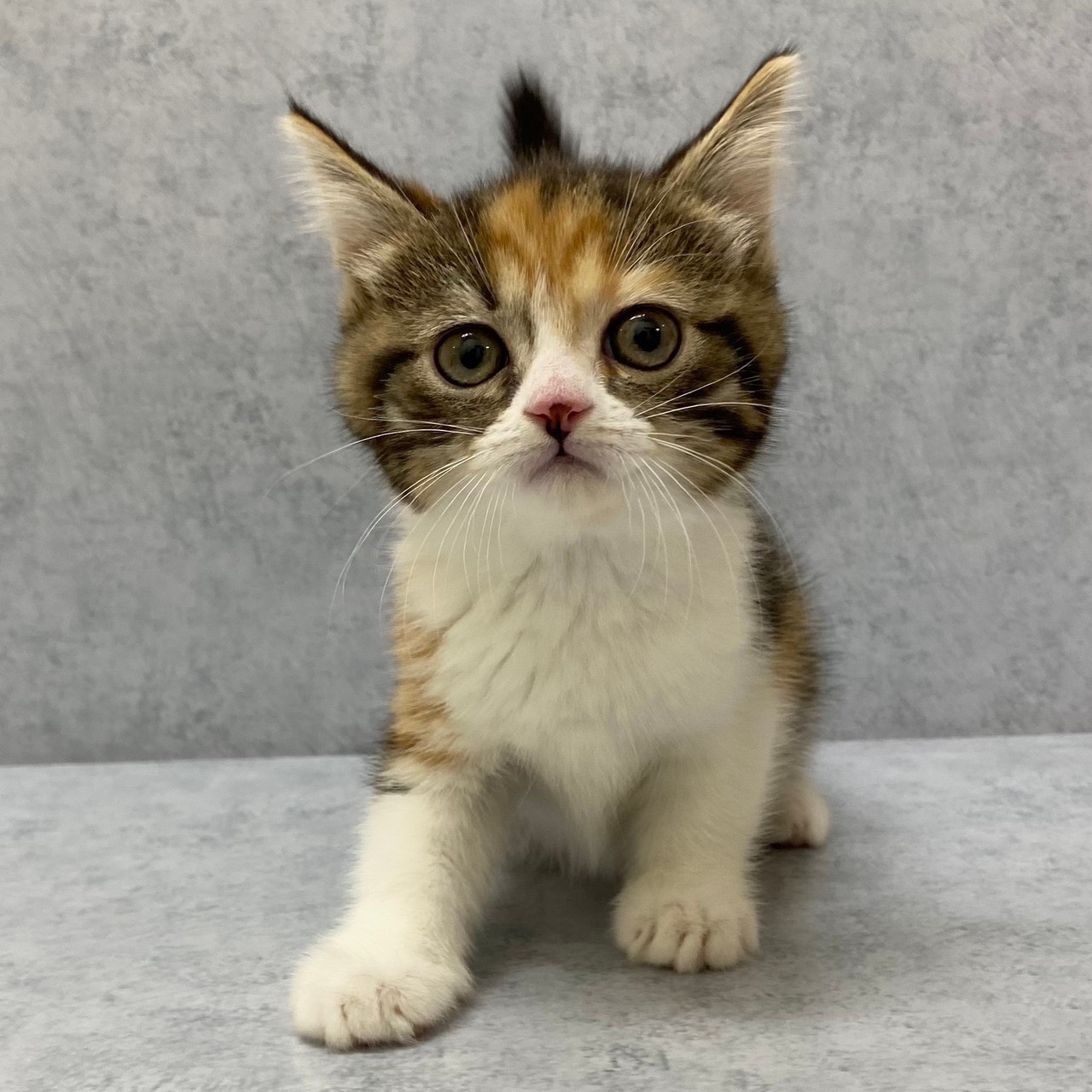 スコティッシュ フォールド ペット検索 ペット大好き