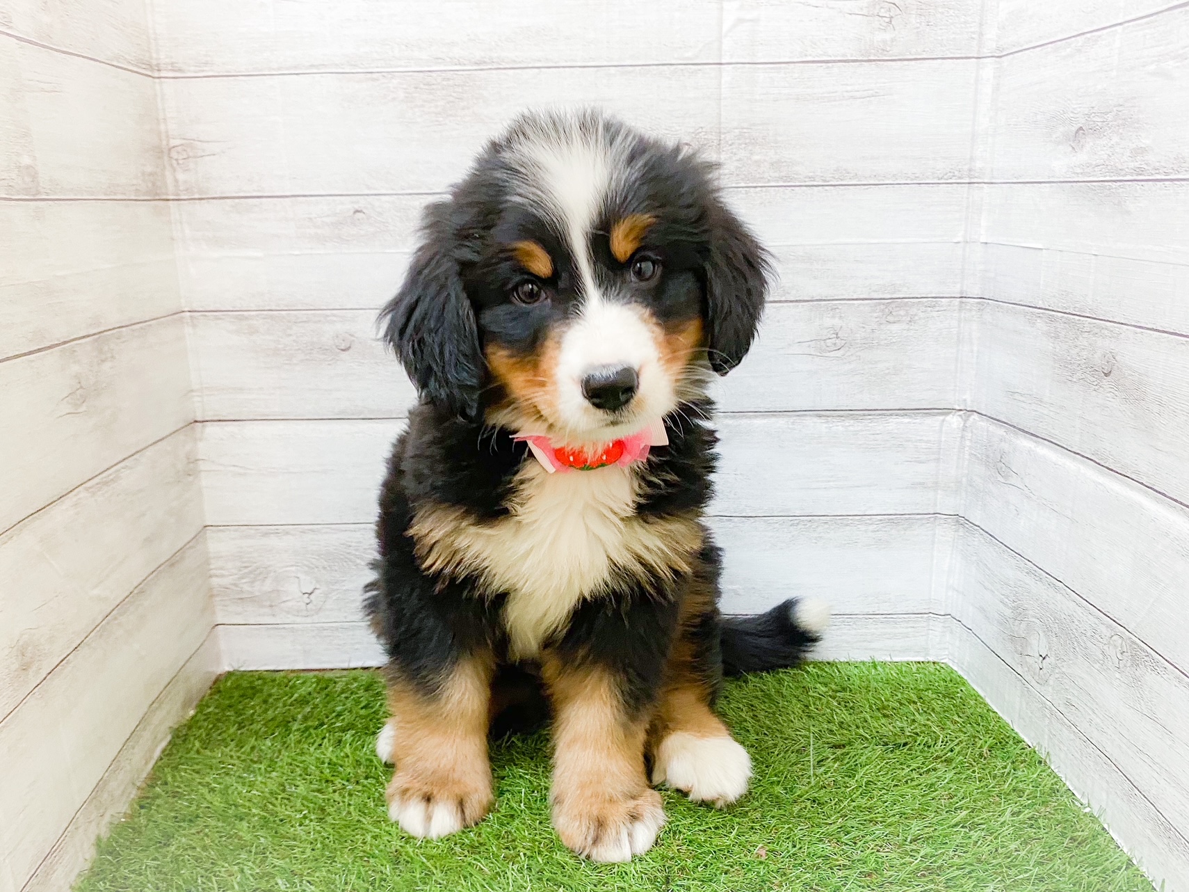 バーニーズ マウンテン ドッグ ペット検索 ペット大好き