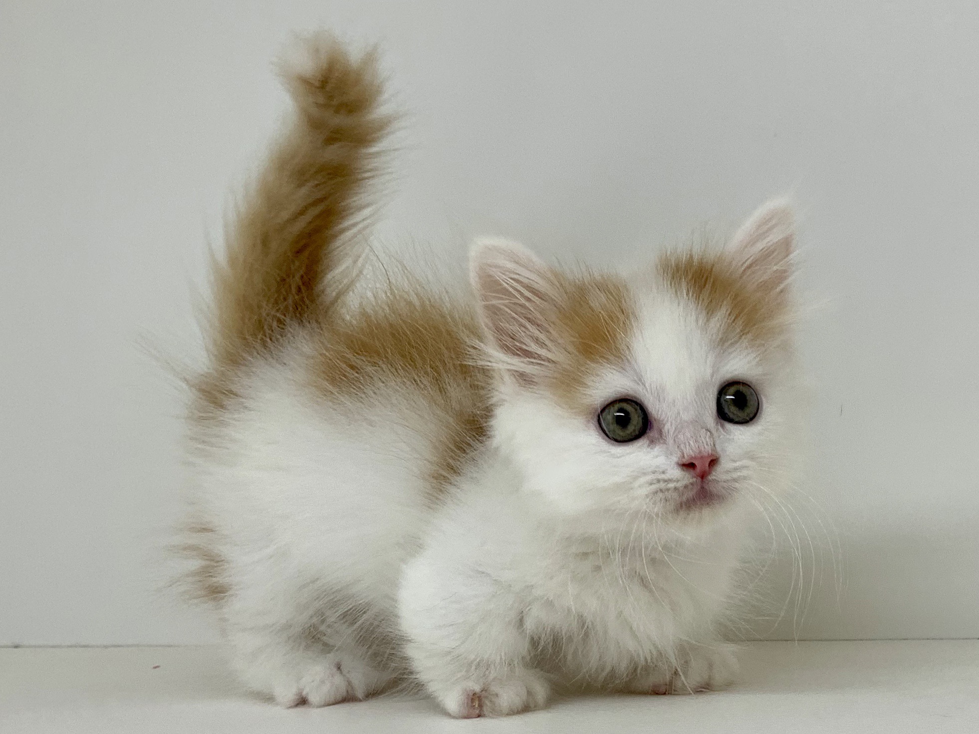 マンチカン ペット検索 ペット大好き