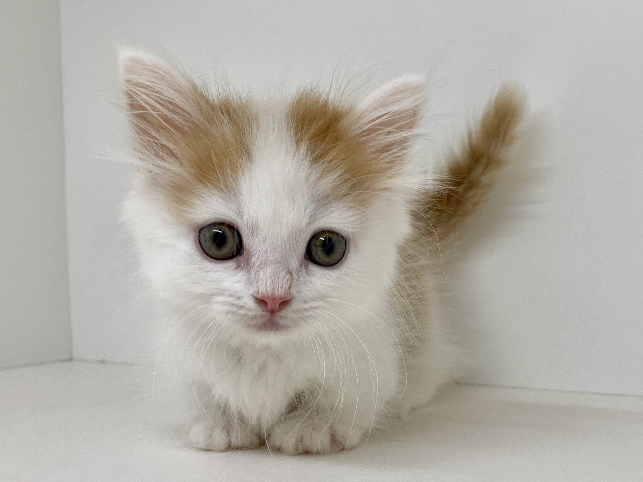 マンチカン ペット検索 ペット大好き