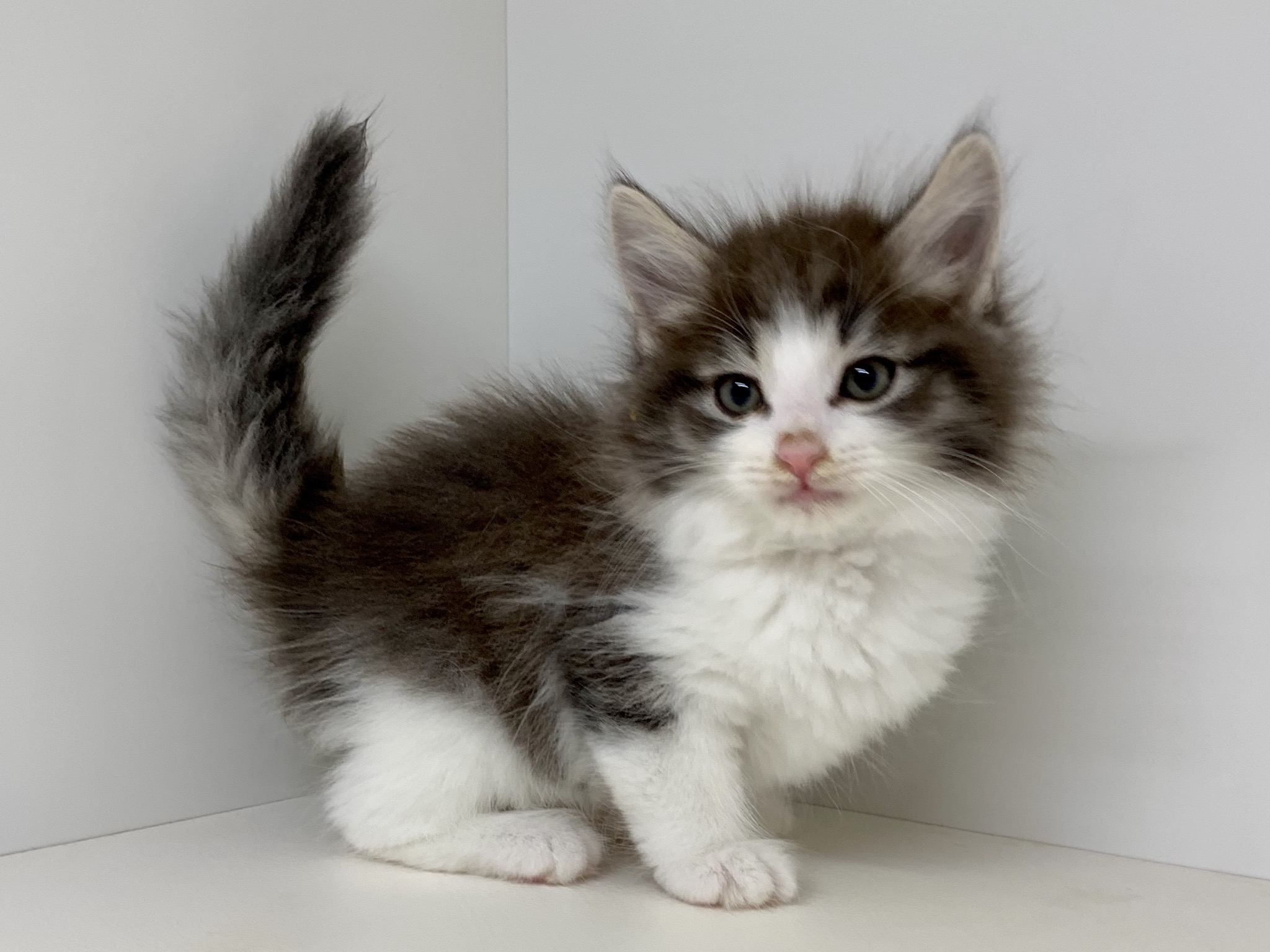 ノルウェージャン フォレスト キャット ペット検索 ペット大好き ノルウェージャン フォレスト キャット ペット検索 ペット大好き