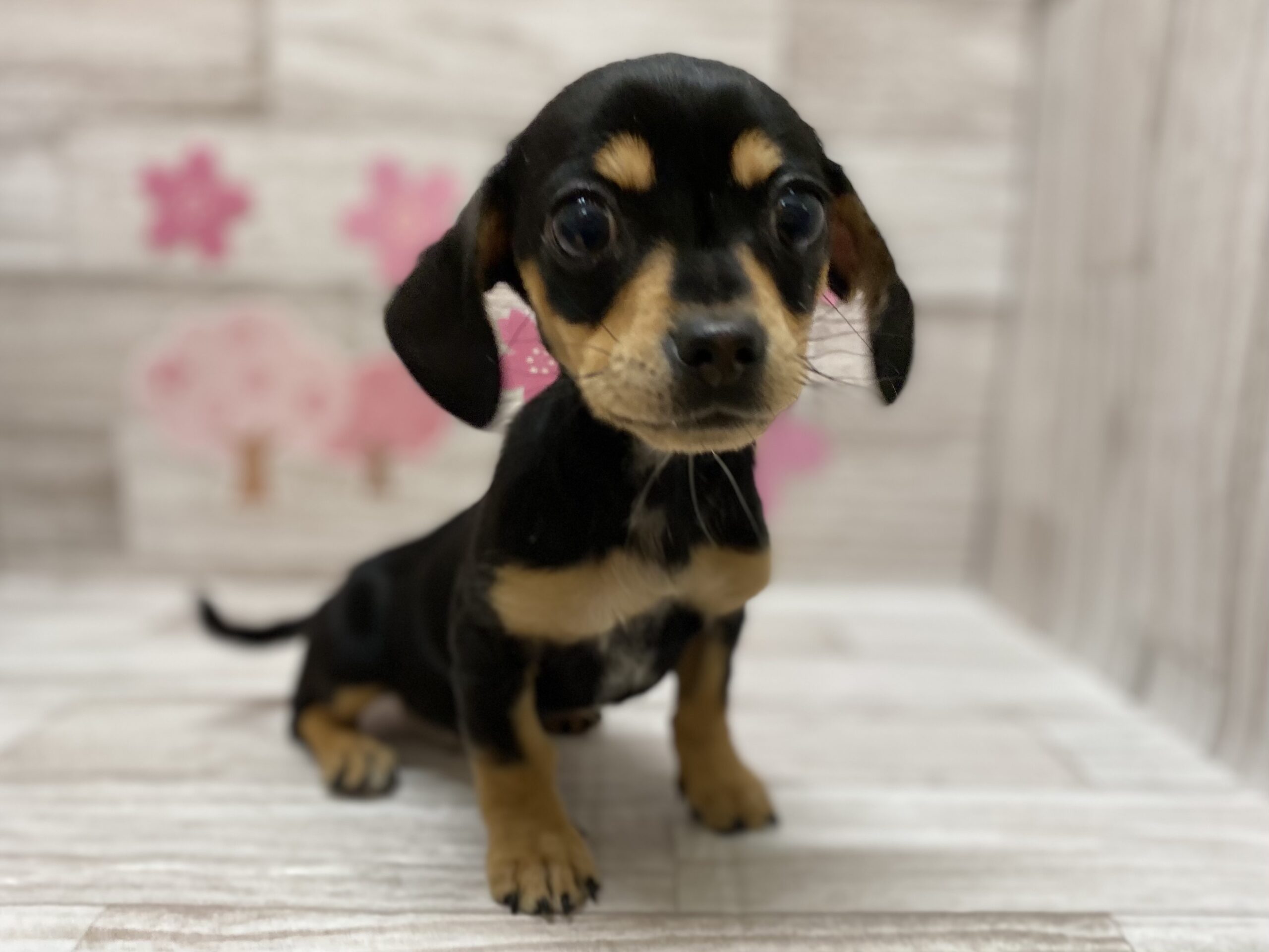 ディスワン岩沼店 ペット検索 ペット大好き