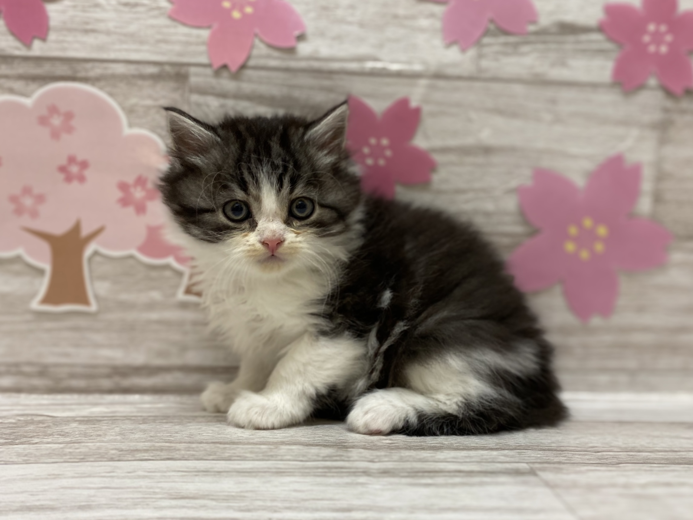 ディスワン岩沼店 ペット検索 ペット大好き