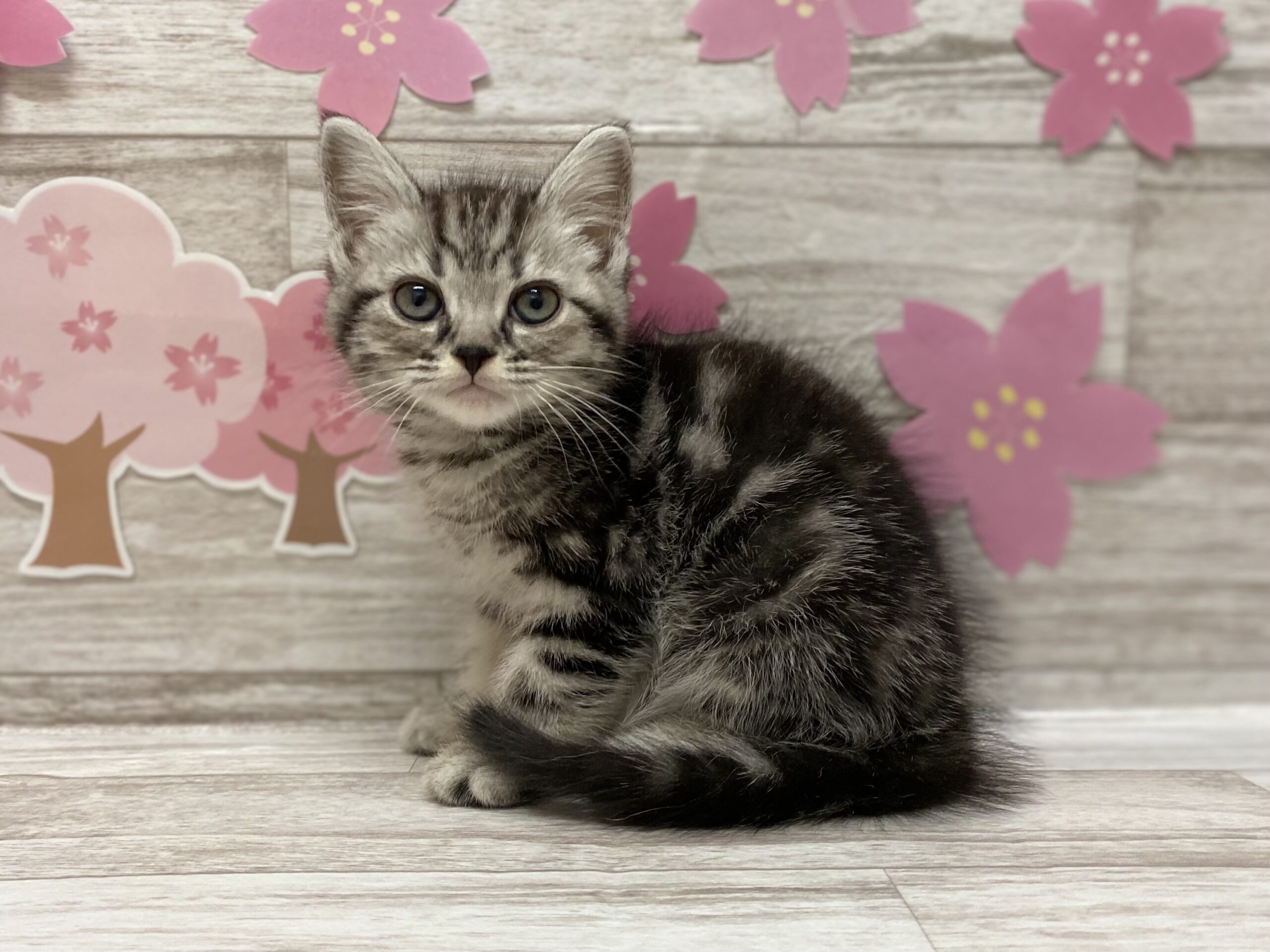 ディスワン岩沼店 ペット検索 ペット大好き