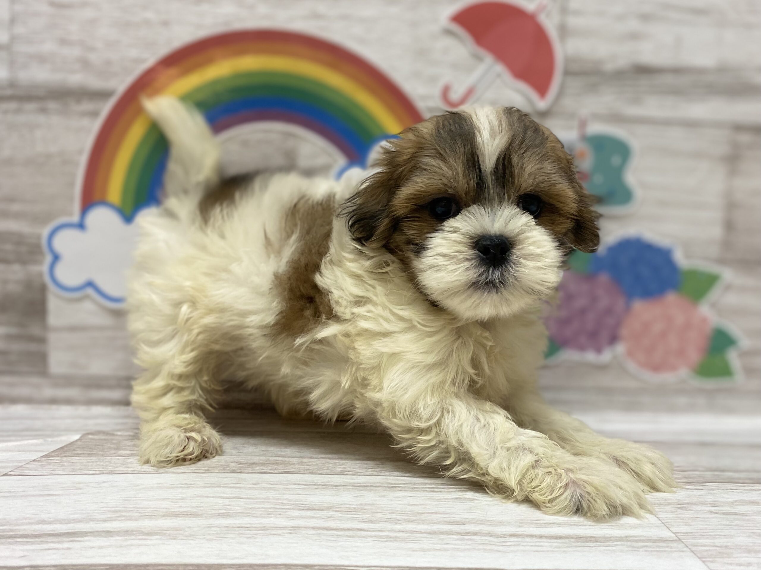 ディスワン岩沼店 ペット検索 ペット大好き