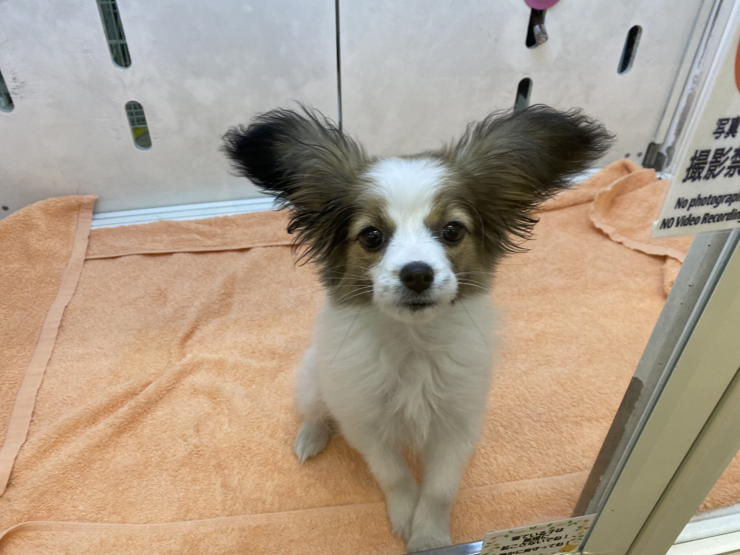 ディスワン岩沼店 ペット検索 ペット大好き