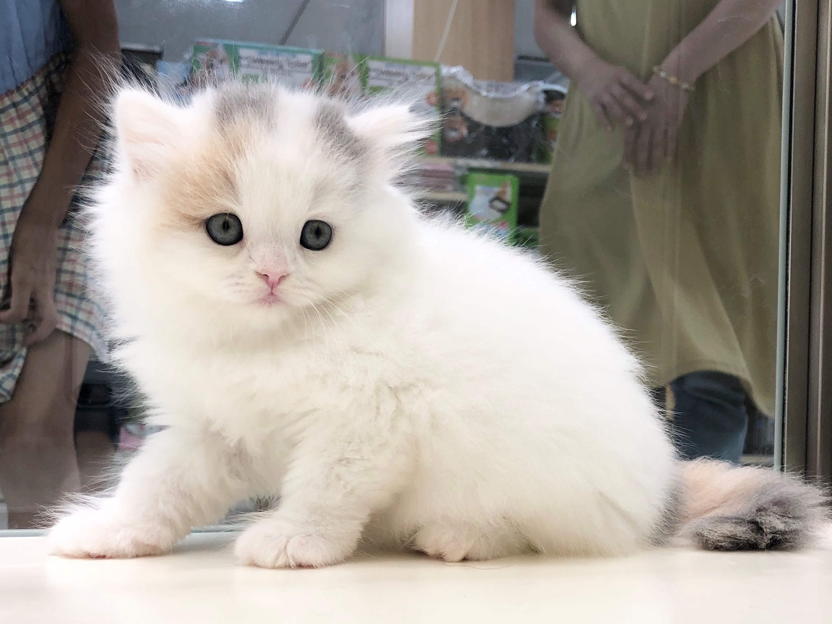 スコティッシュ フォールド ペット検索 ペット大好き