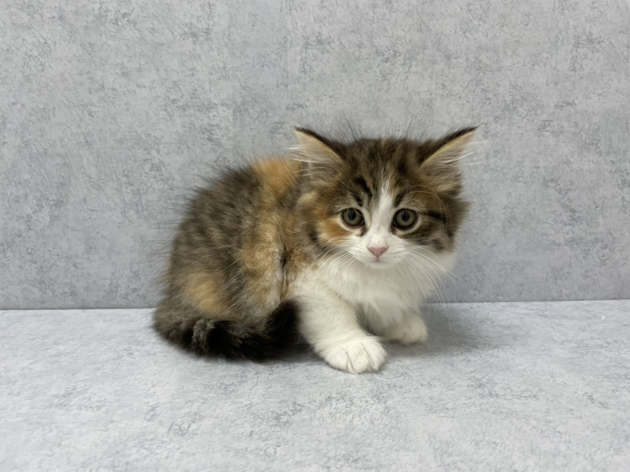 ディスワン相模大野店 ペット検索 ペット大好き