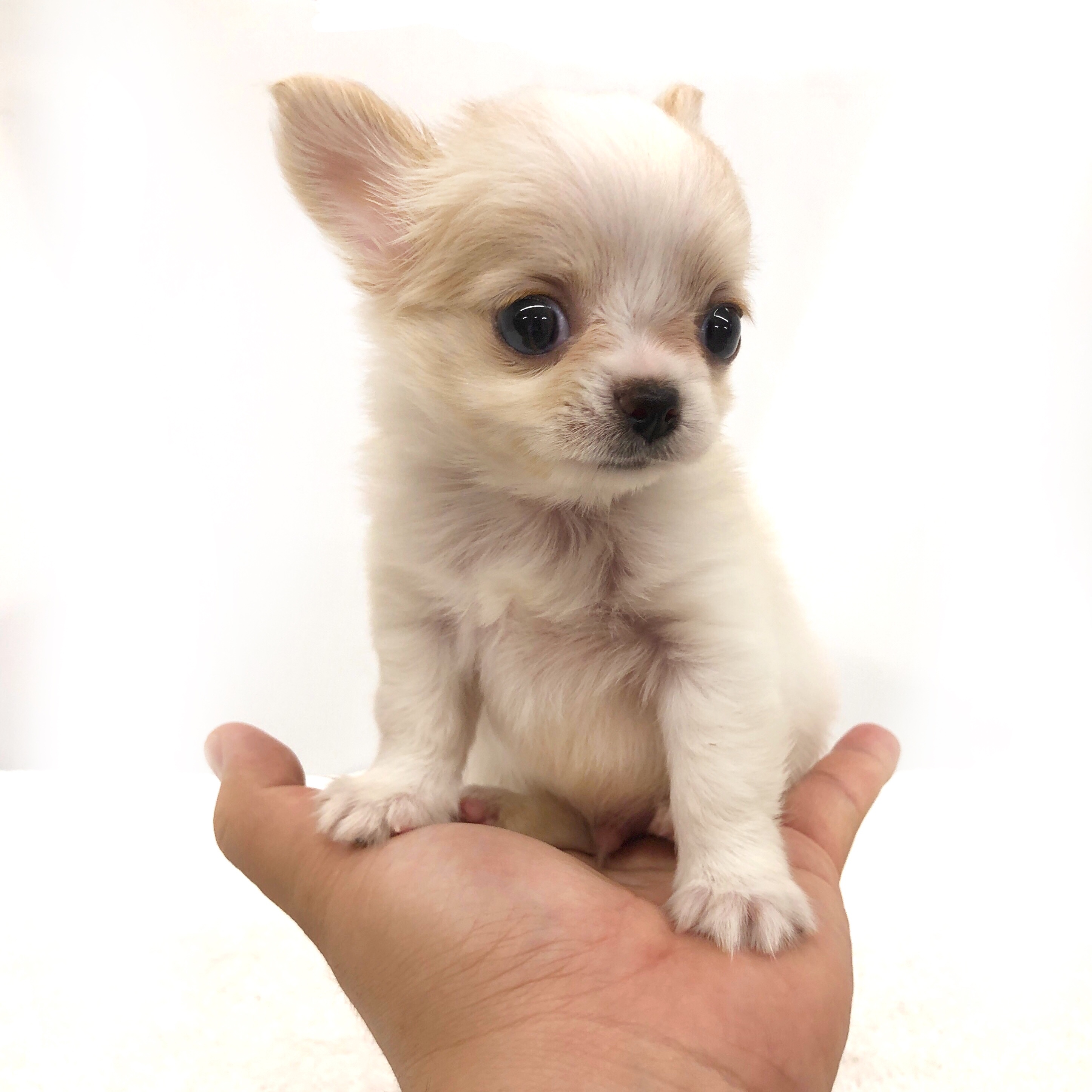 チワワページ イシハラペットワールド | イシハラブリードチワワちゃん店頭