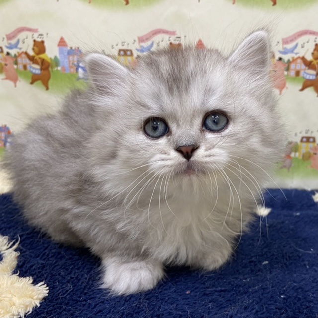 ディスワン相模大野店 ペット検索 ペット大好き