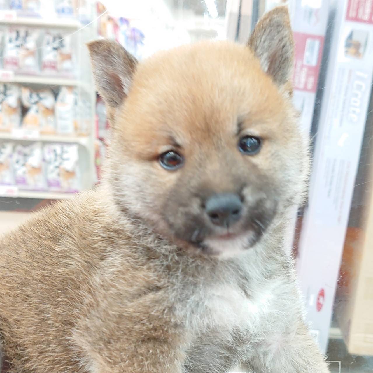 ビバペッツ深谷店 ペット検索 ペット大好き