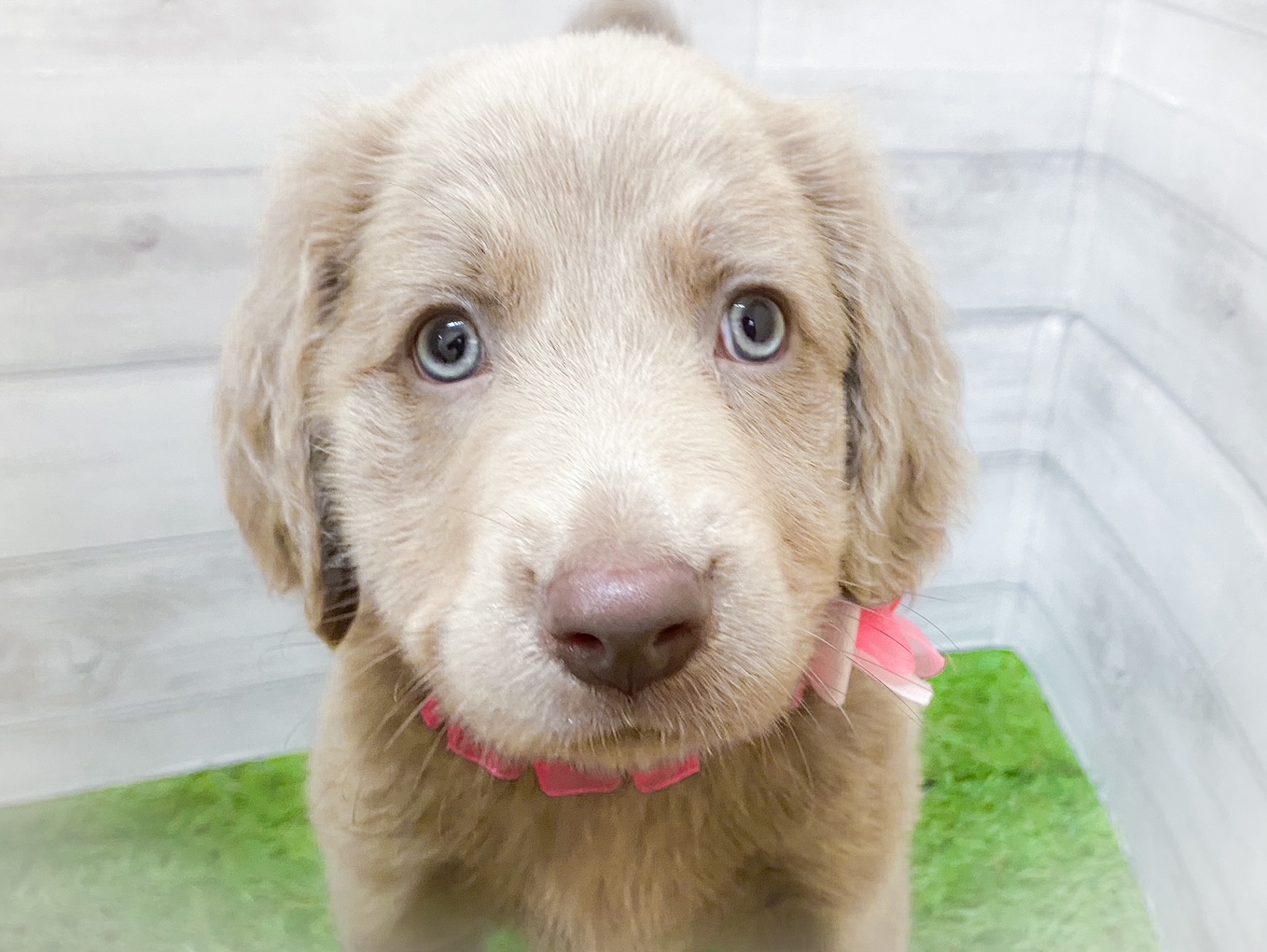 ワイマラナー ペット検索 ペット大好き