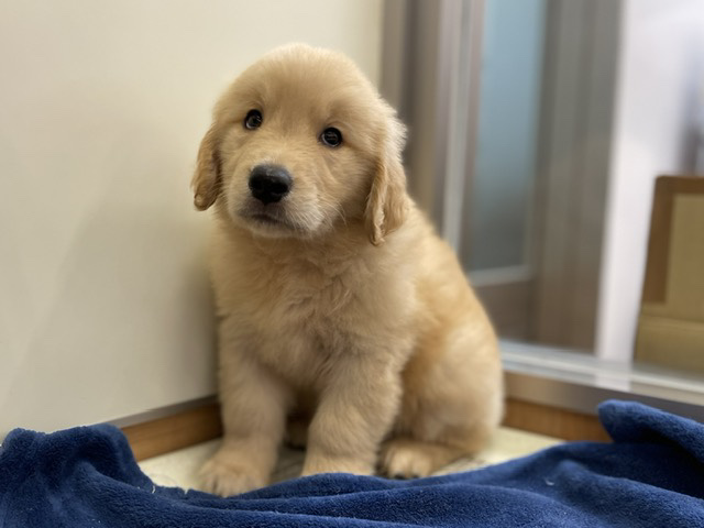 ペッツワン秦野店 ペット検索 ペット大好き