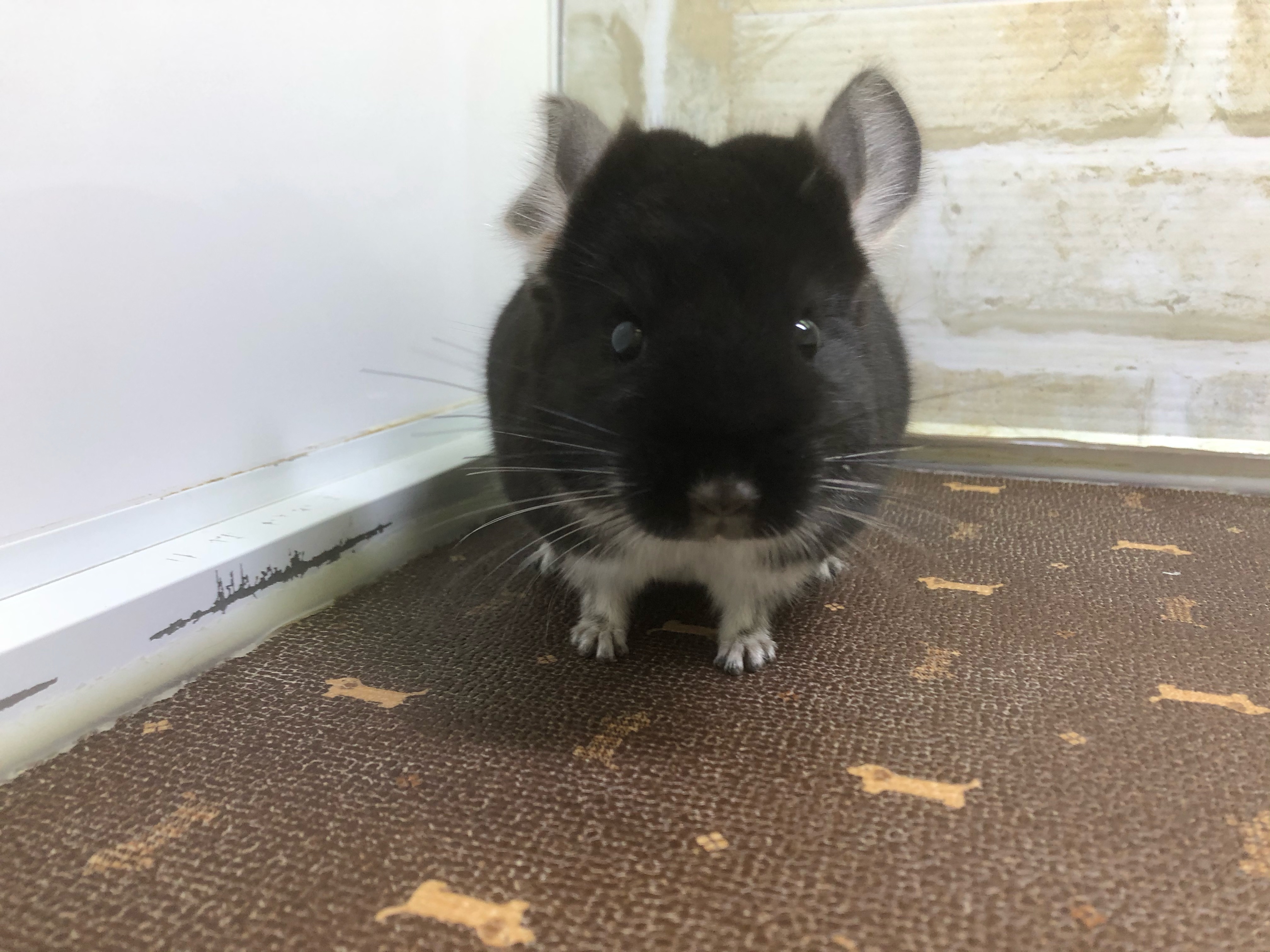 チンチラ ペット検索 ペット大好き