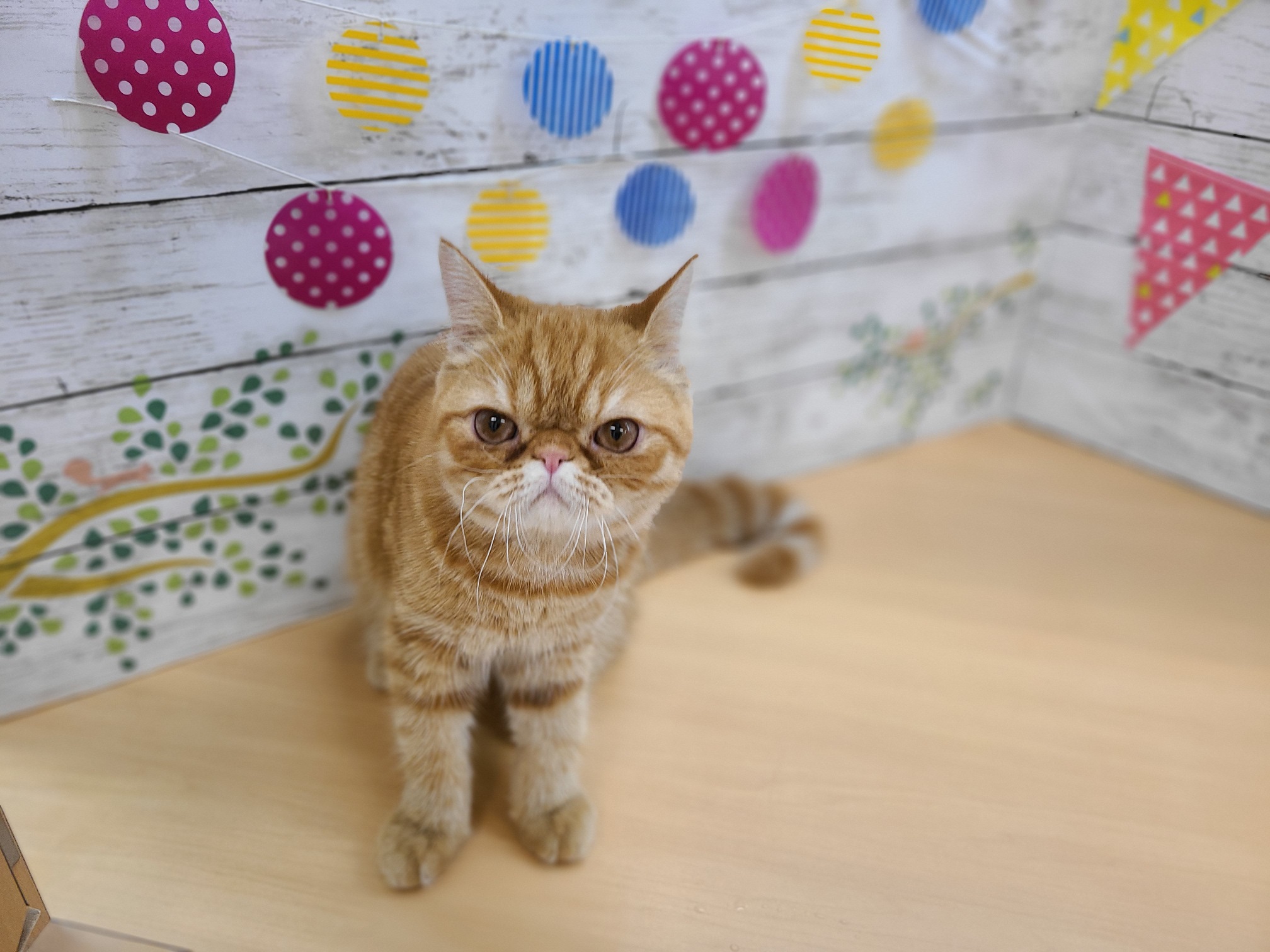 エキゾチック ショートヘア ペット検索 ペット大好き エキゾチック ショートヘア ペット検索 ペット大好き
