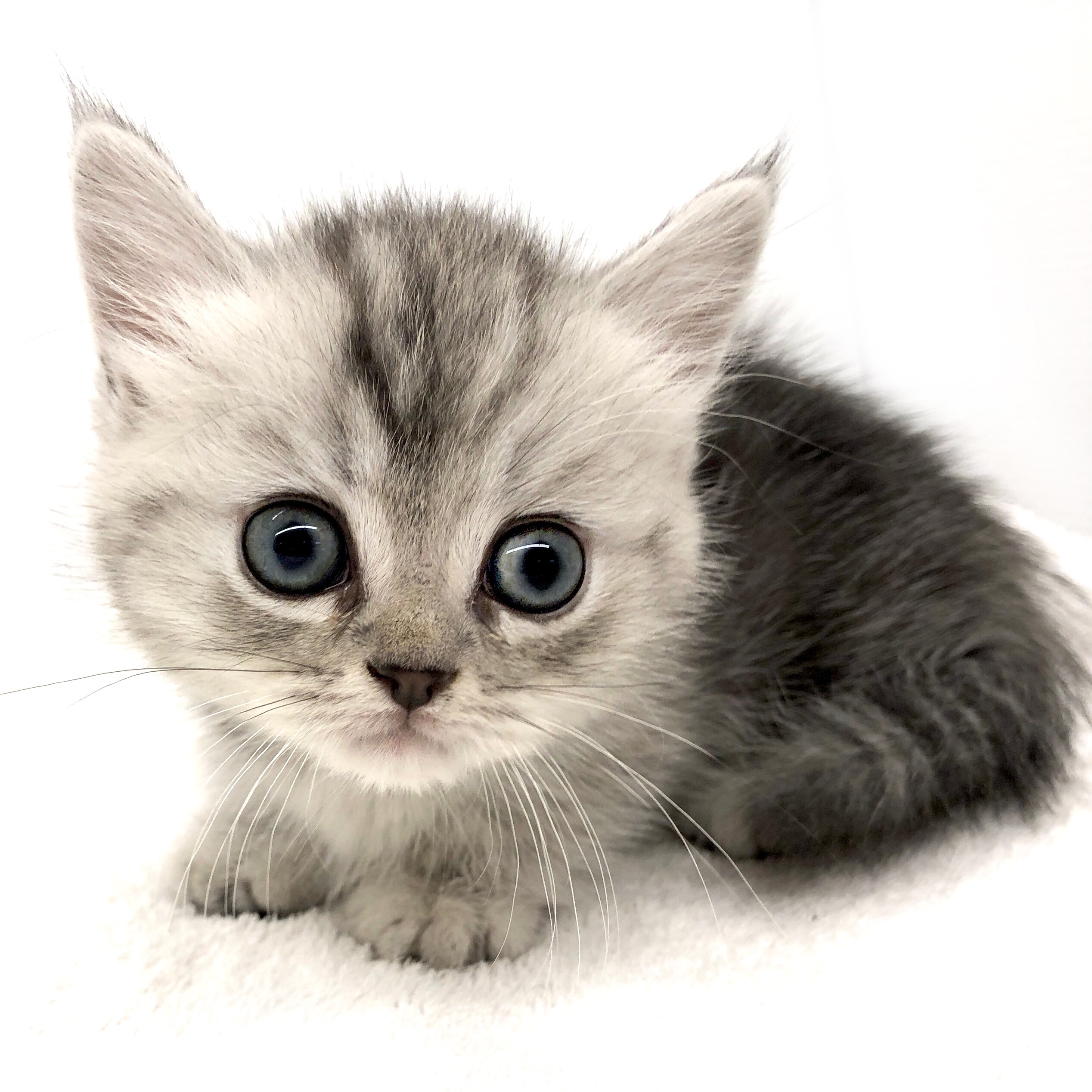 その他純血猫種 ペット検索 ペット大好き