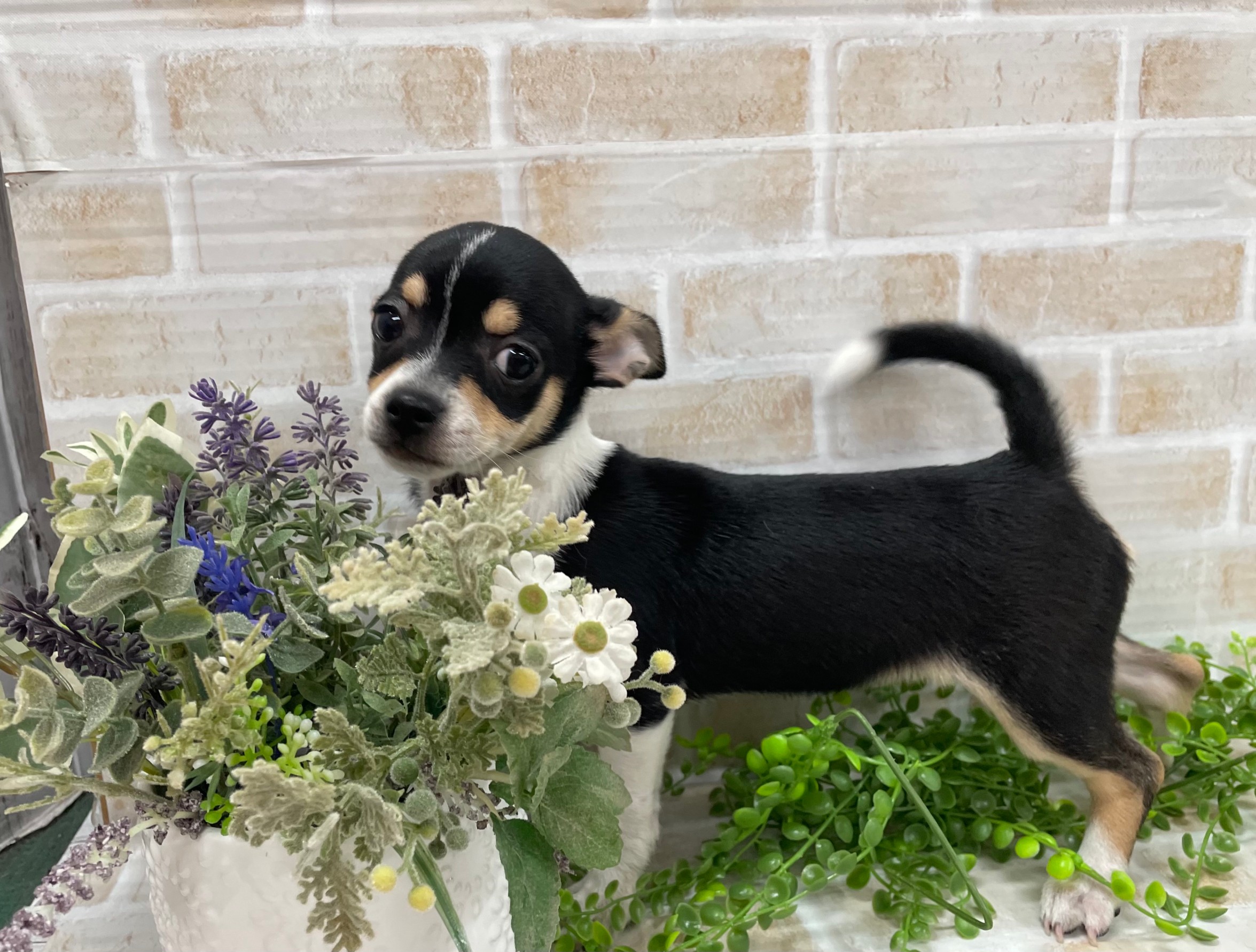 ディスワン相模大野店 ペット検索 ペット大好き