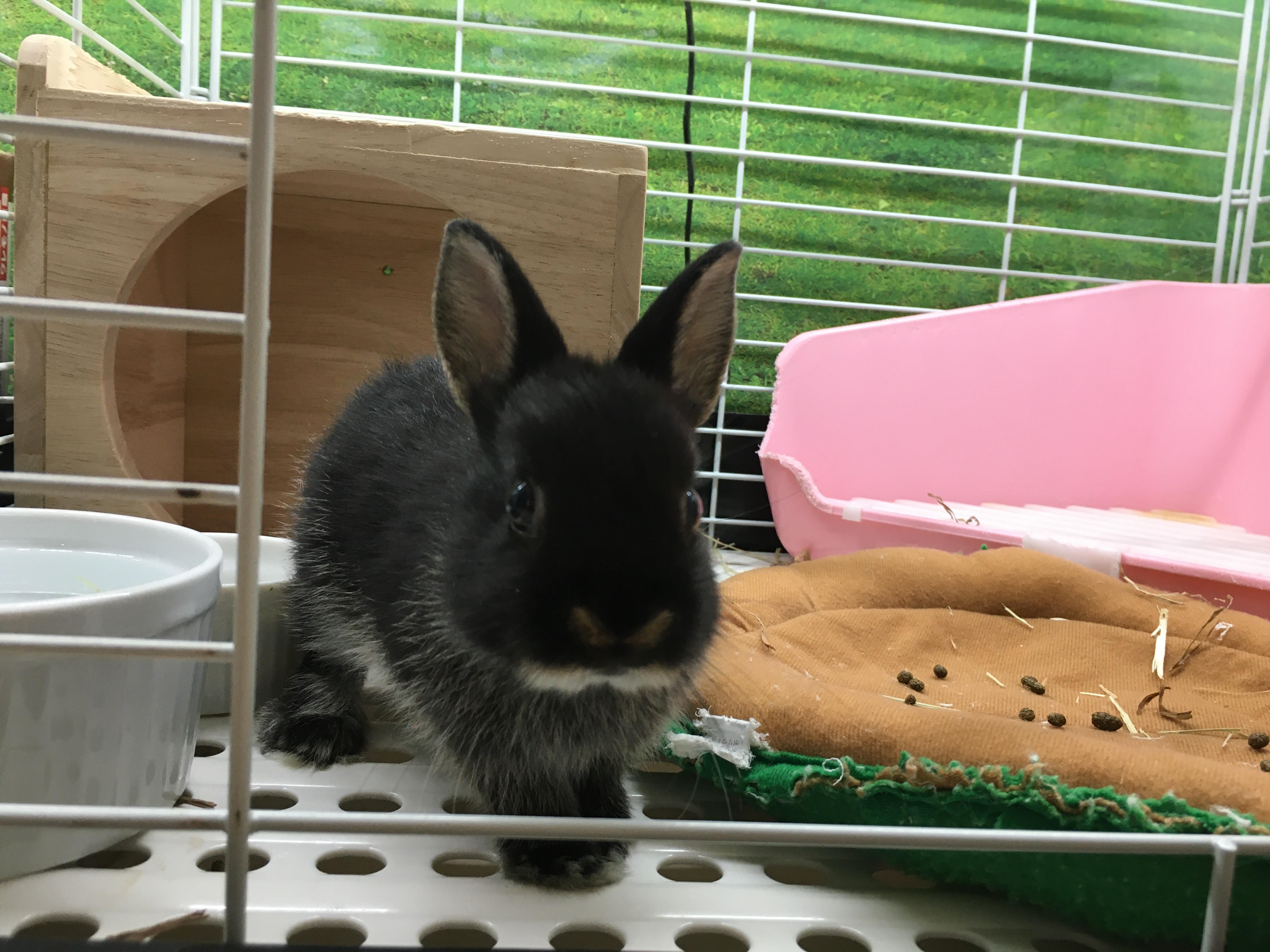 うさぎ ペット検索 ペット大好き