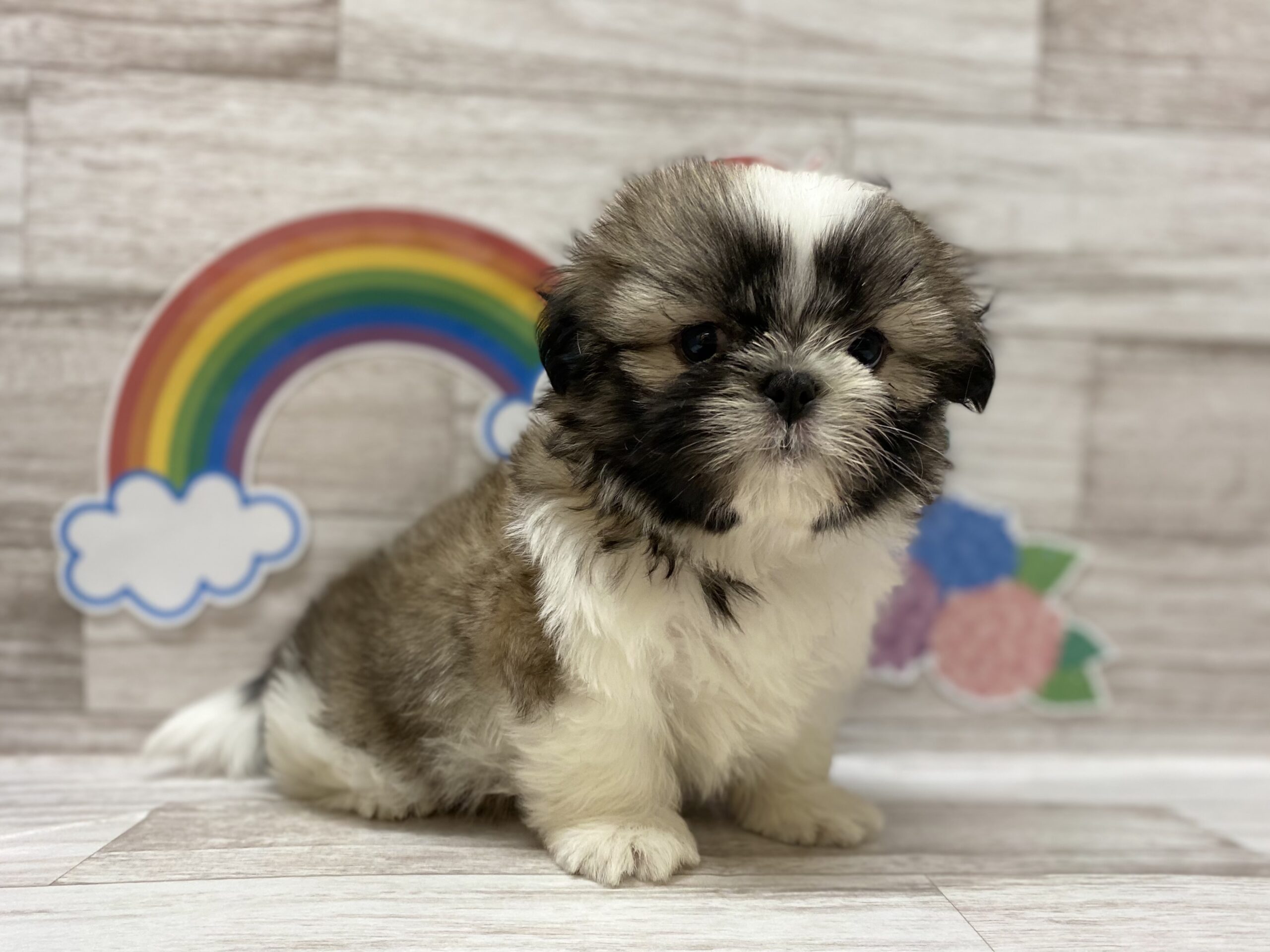 ディスワン岩沼店 ペット検索 ペット大好き