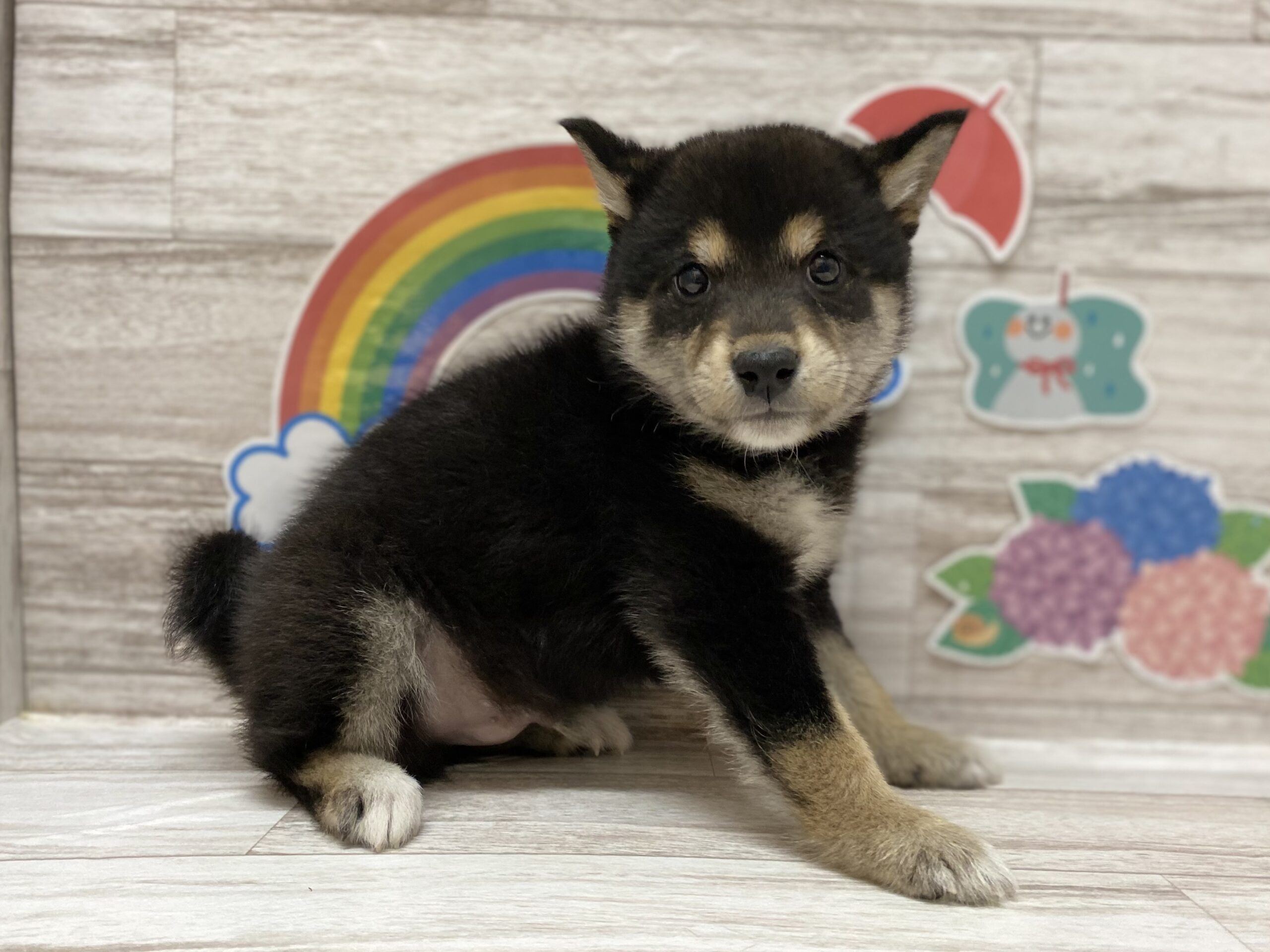 ディスワン岩沼店 ペット検索 ペット大好き