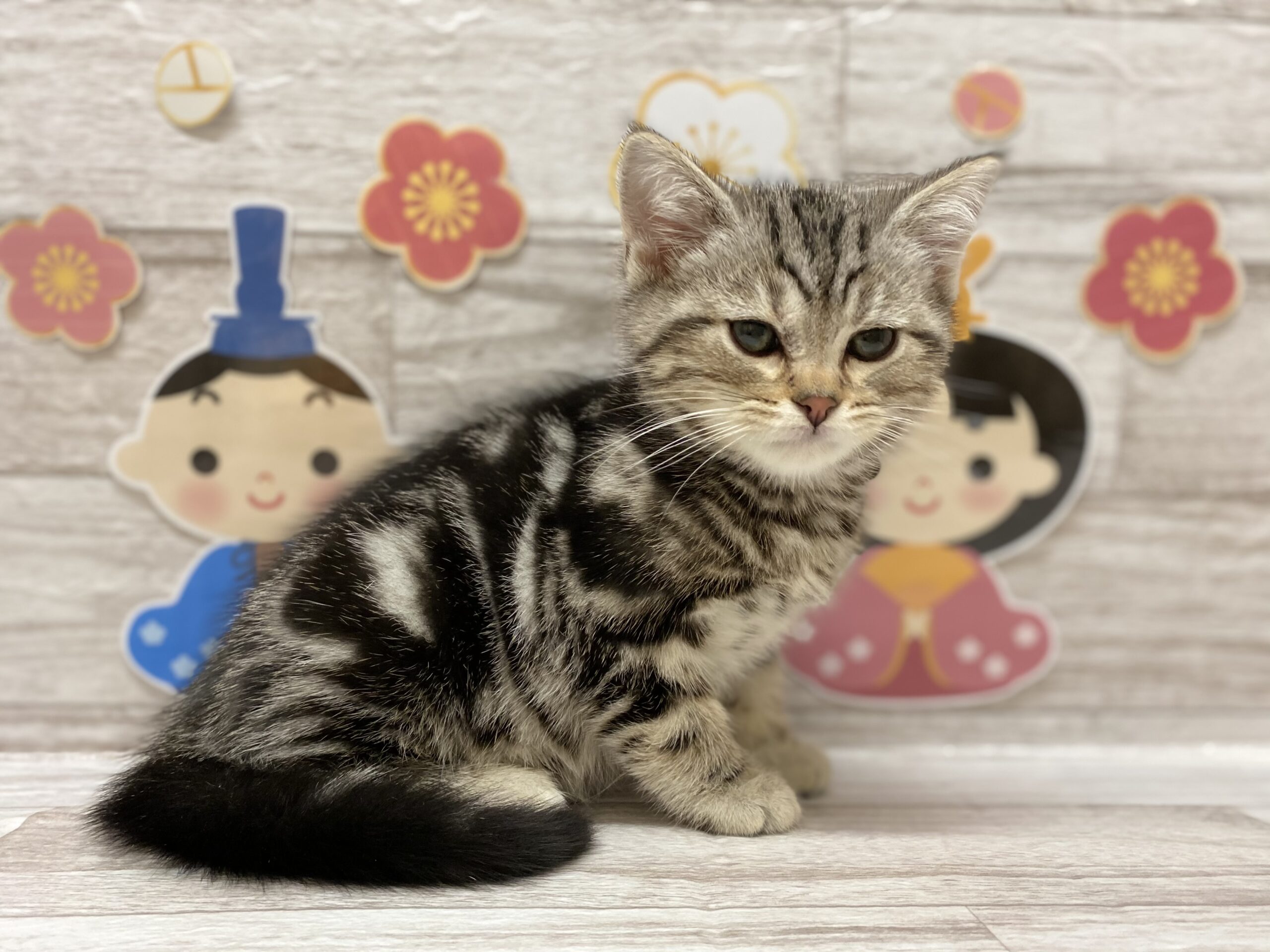 ディスワン岩沼店 ペット検索 ペット大好き