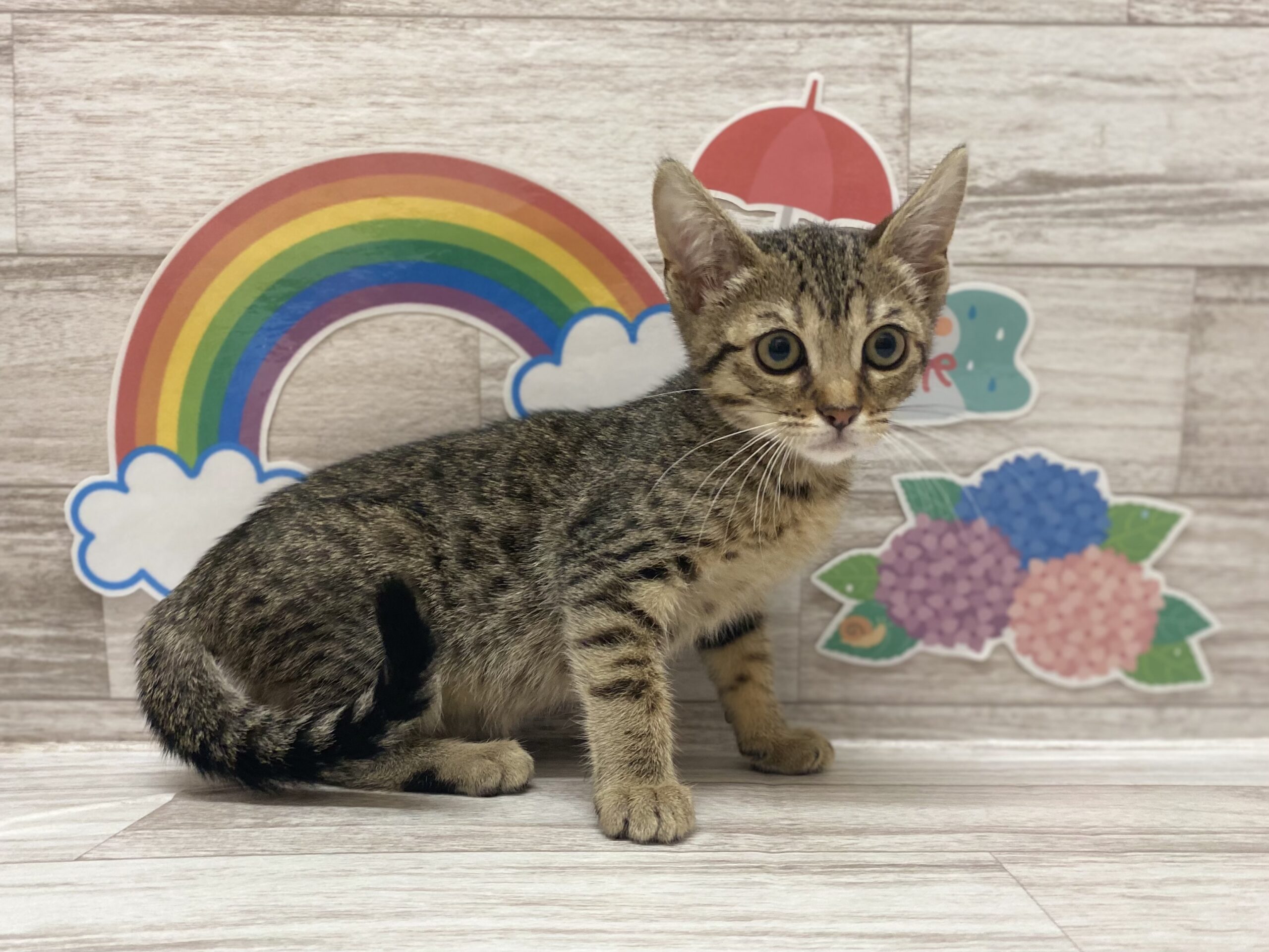 スコティッシュ フォールド ペット検索 ペット大好き