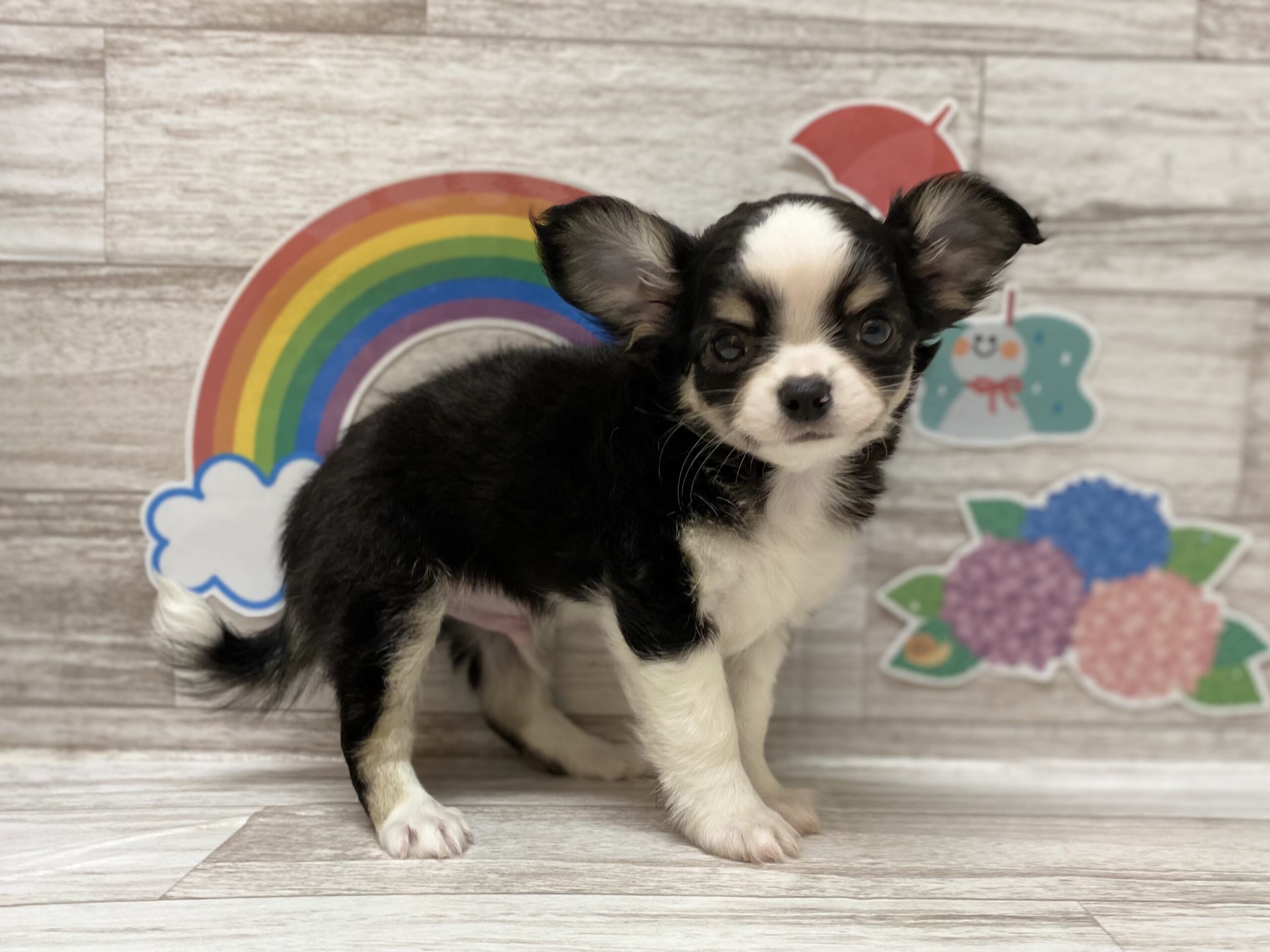 ディスワン岩沼店 ペット検索 ペット大好き