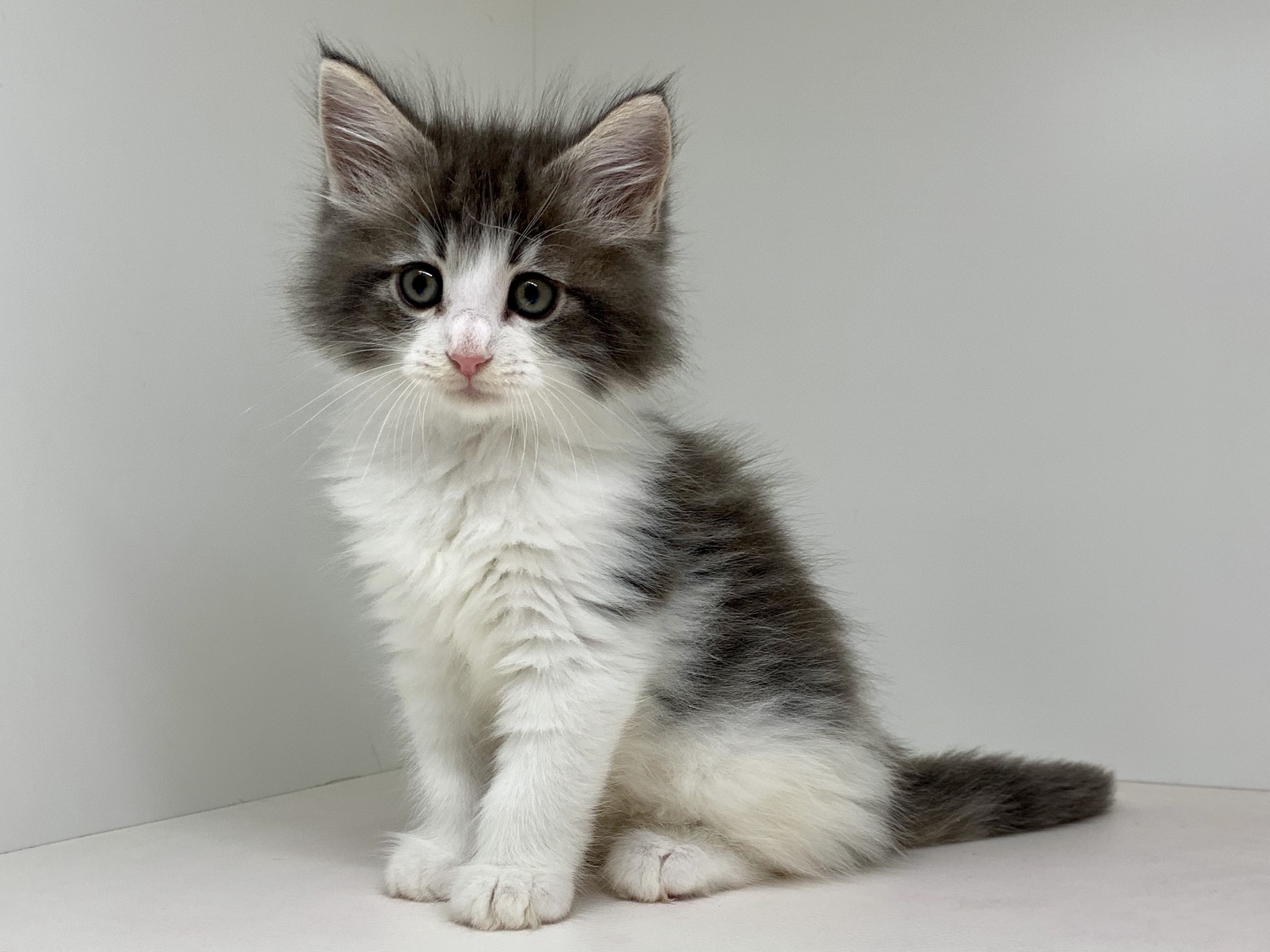 ノルウェージャン フォレスト キャット ペット検索 ペット大好き ノルウェージャン フォレスト キャット ペット検索 ペット大好き
