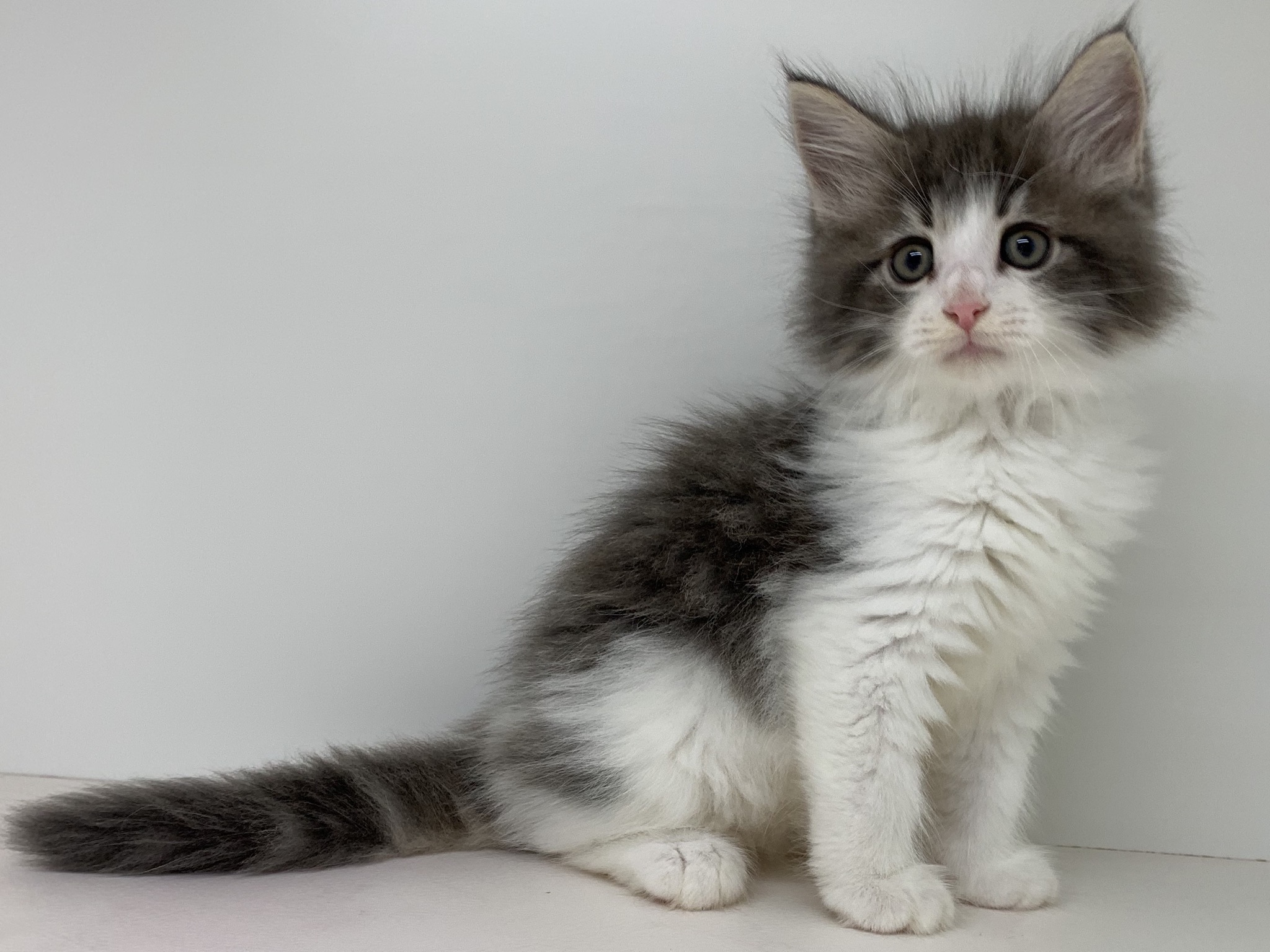 最も欲しかった ノルウェージャンフォレストキャット 壁紙 ノルウェージャンフォレストキャット 壁紙 スマホ