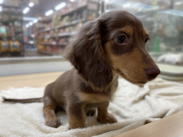 ミニチュア・ダックスフンド｜ペット検索｜ペット大好き！