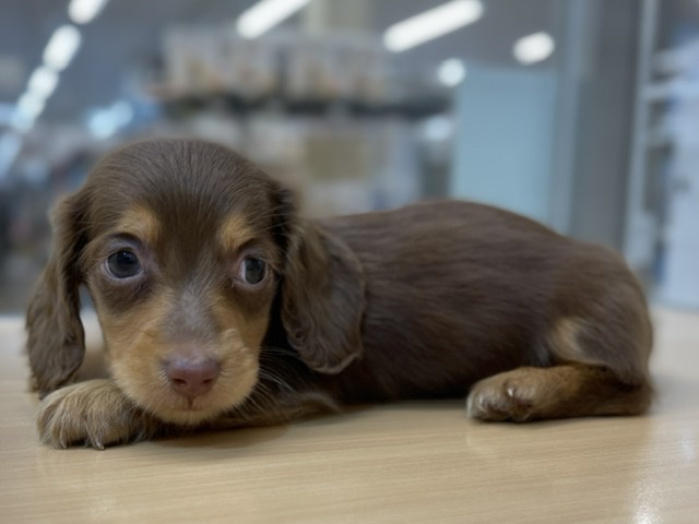 ミニチュア・ダックスフンド｜ペット検索｜ペット大好き！