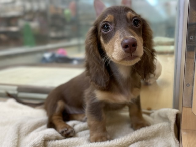 ペッツワン秦野店 ペット検索 ペット大好き