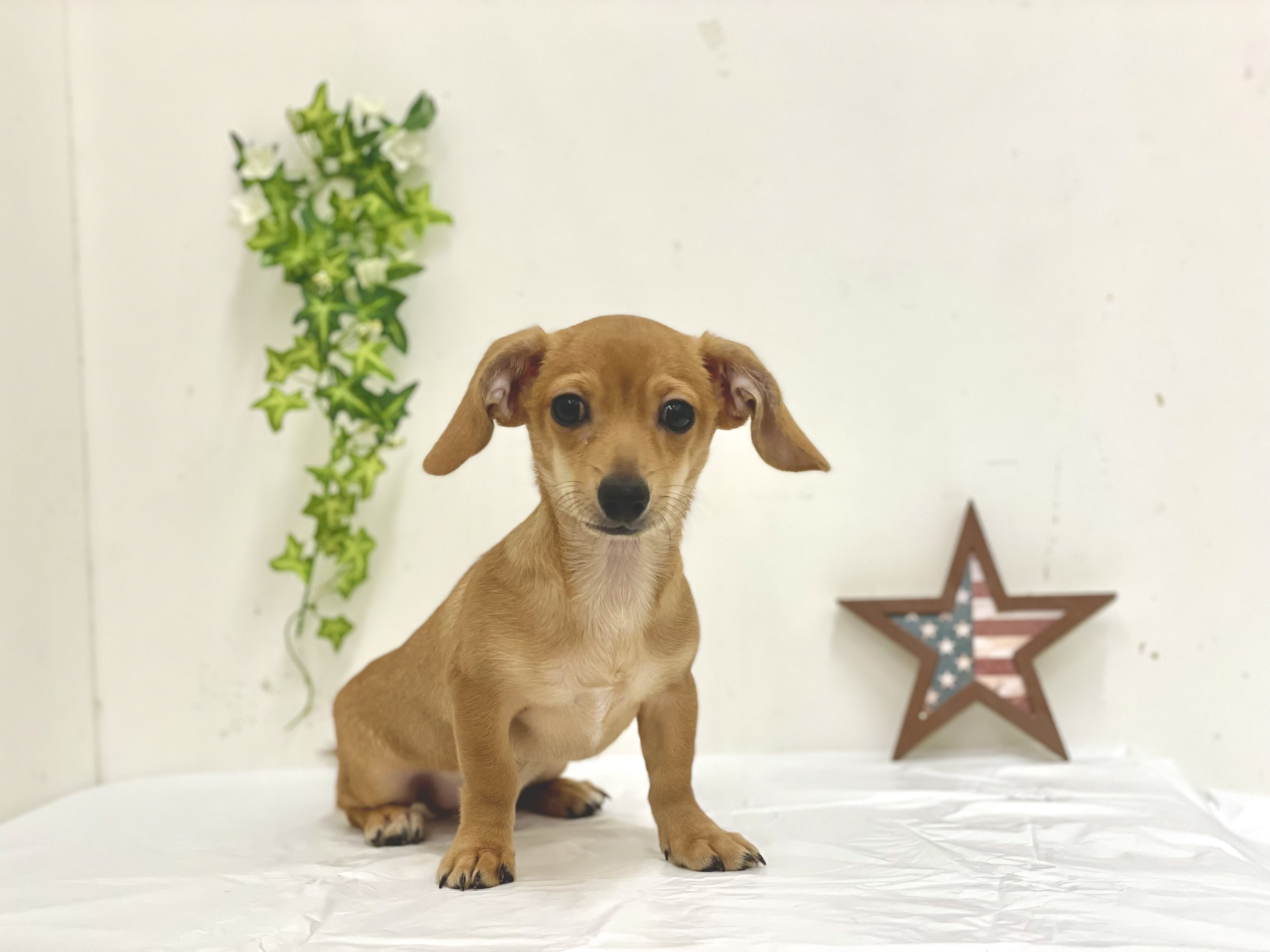 Mix ペット検索 ペット大好き