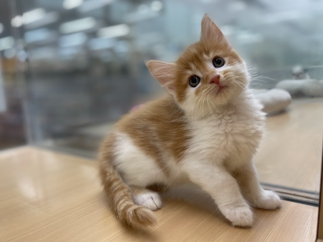 ペッツワン秦野店 ペット検索 ペット大好き