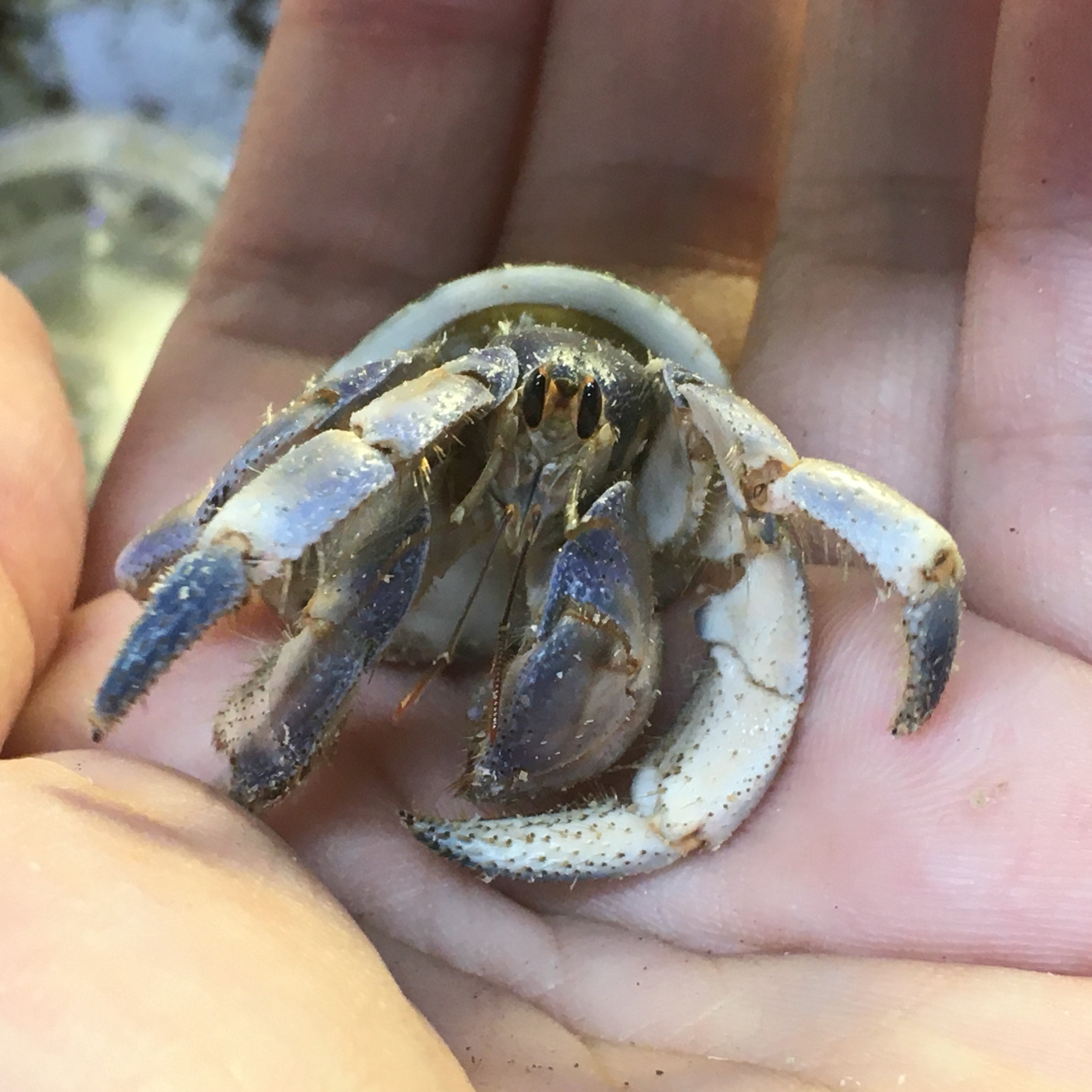 その他 ペット検索 ペット大好き