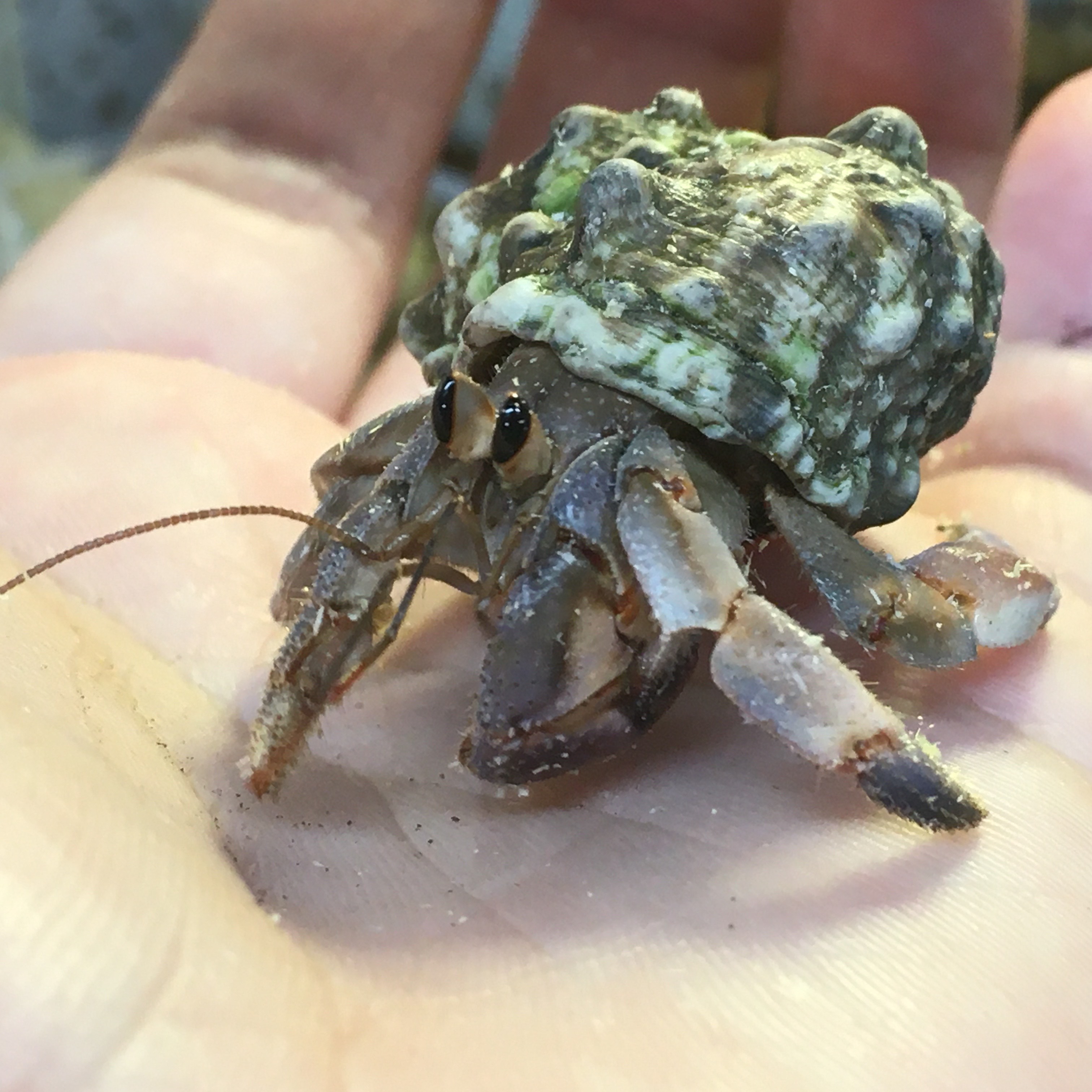 その他 ペット検索 ペット大好き