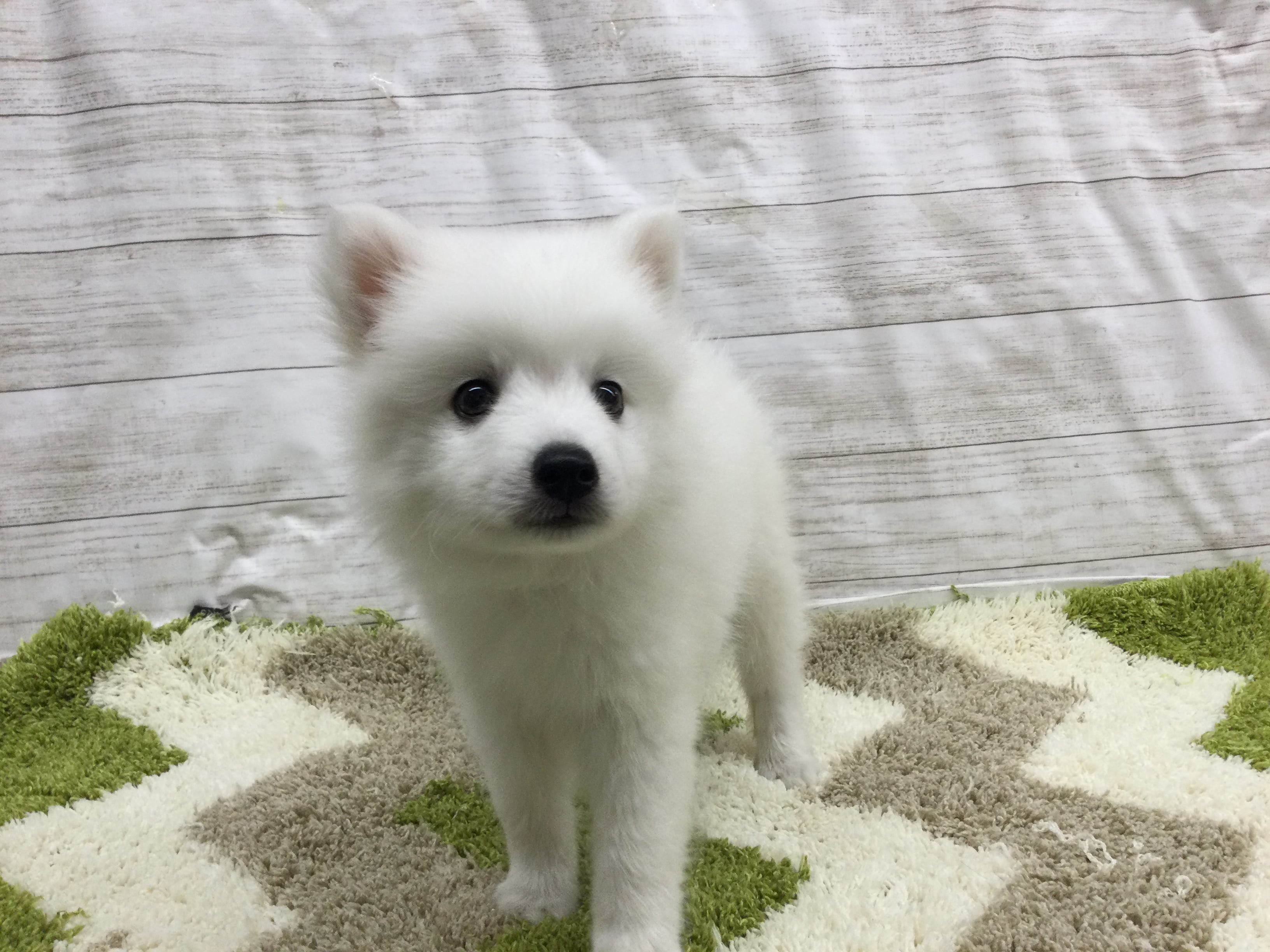 日本スピッツ ペット検索 ペット大好き