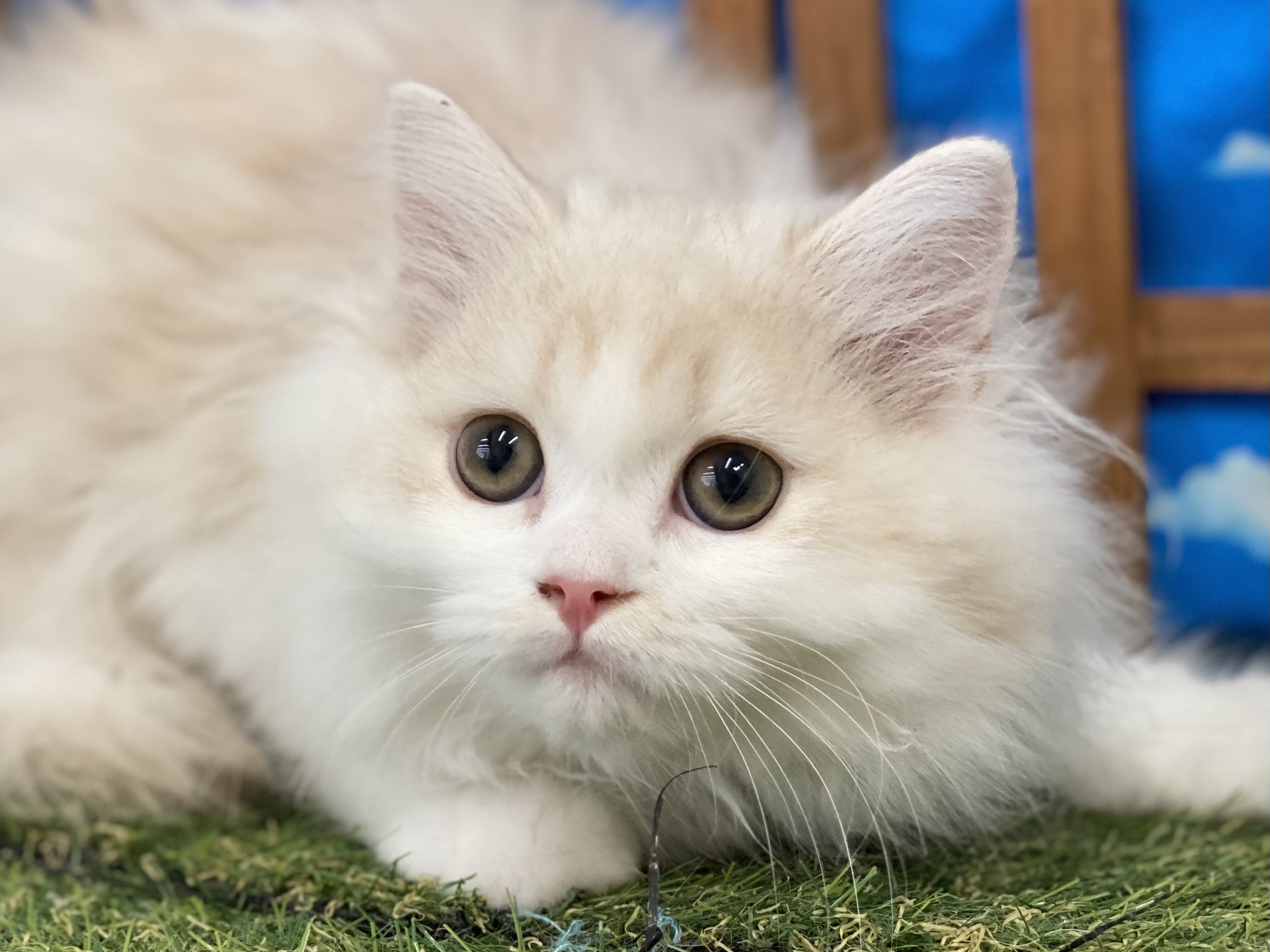 ディスワン相模大野店 ペット検索 ペット大好き