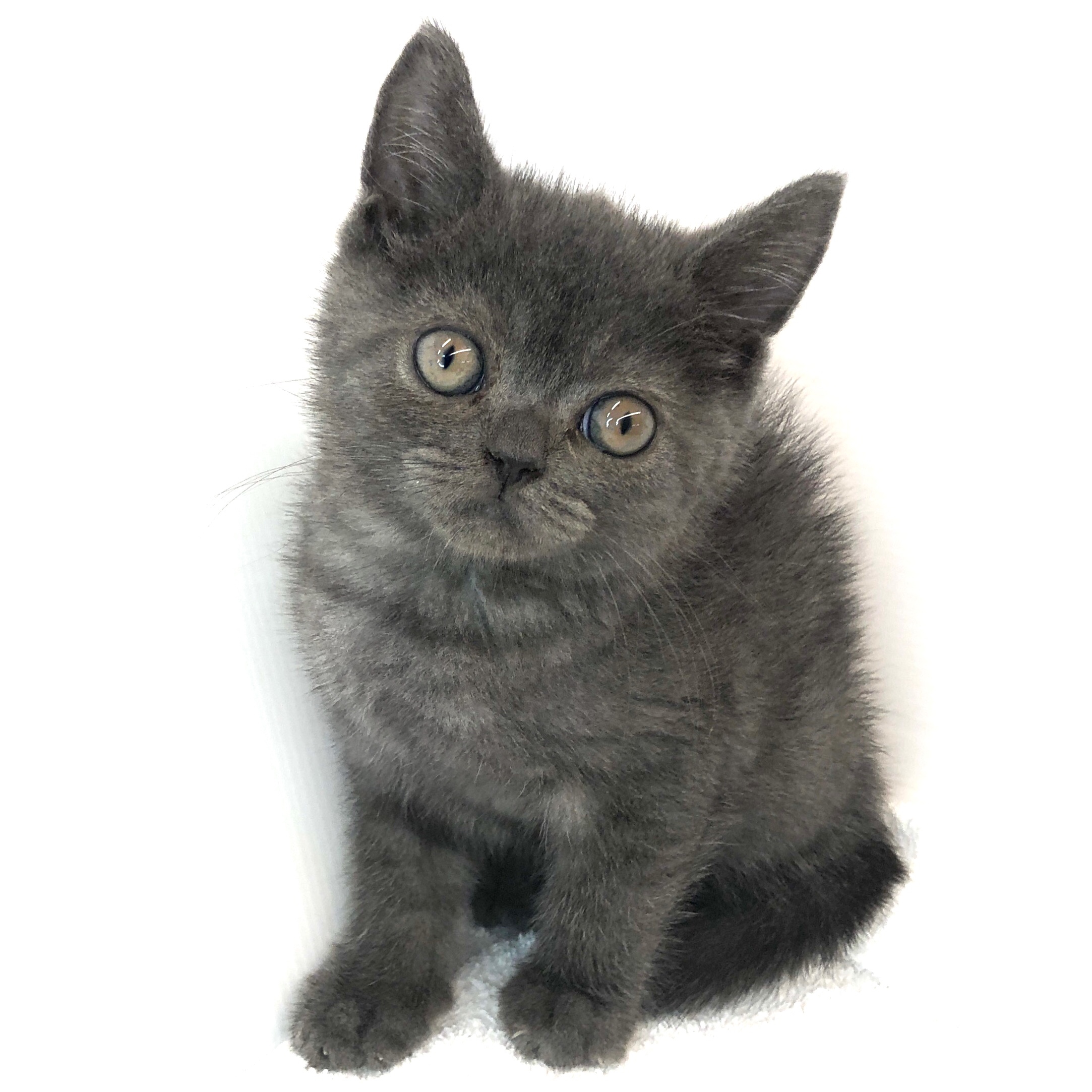 ブリティッシュ ショートヘアー ペット検索 ペット大好き